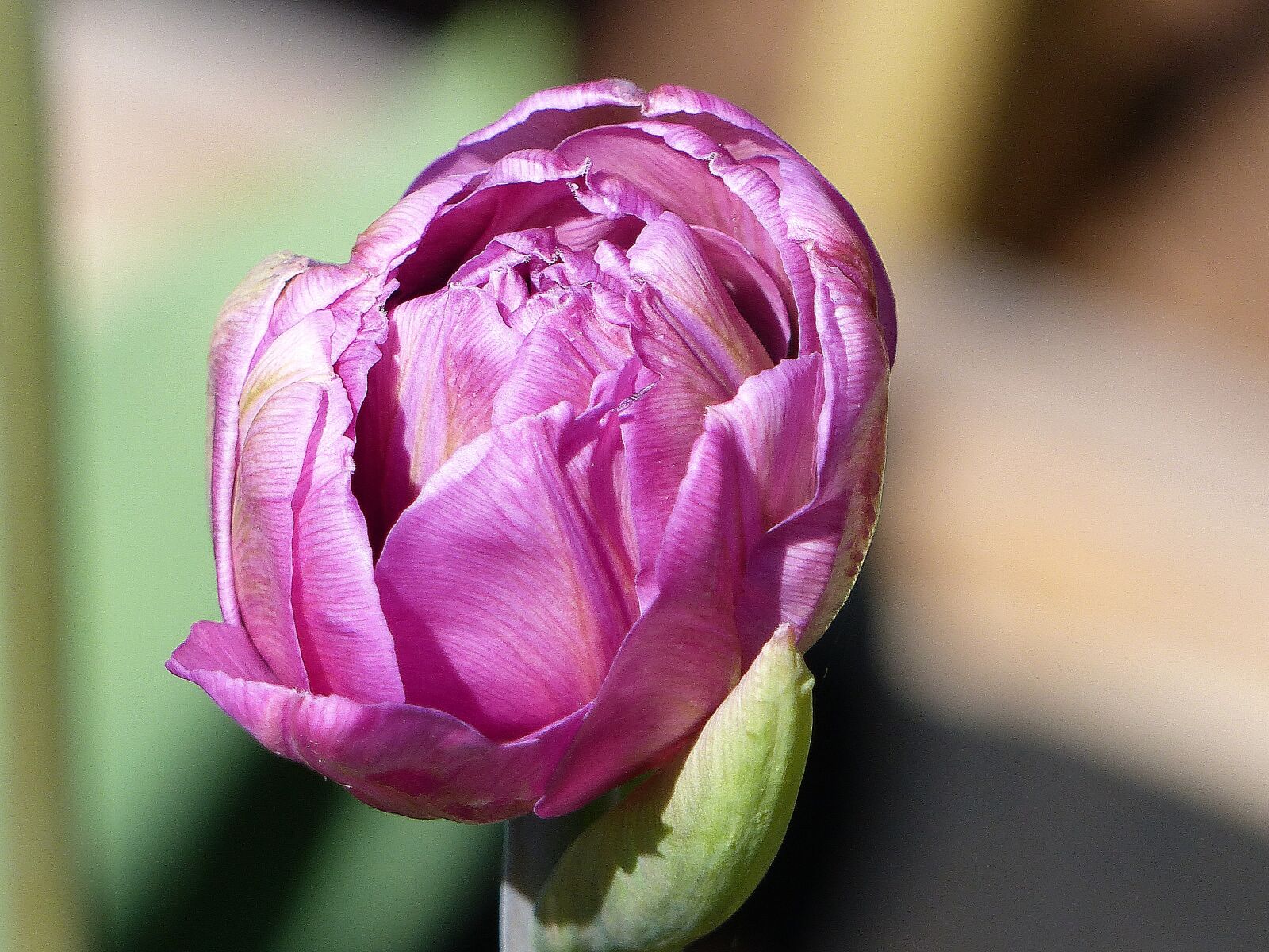 Panasonic Lumix DMC-FZ200 sample photo. Tulip, purple, l kv photography