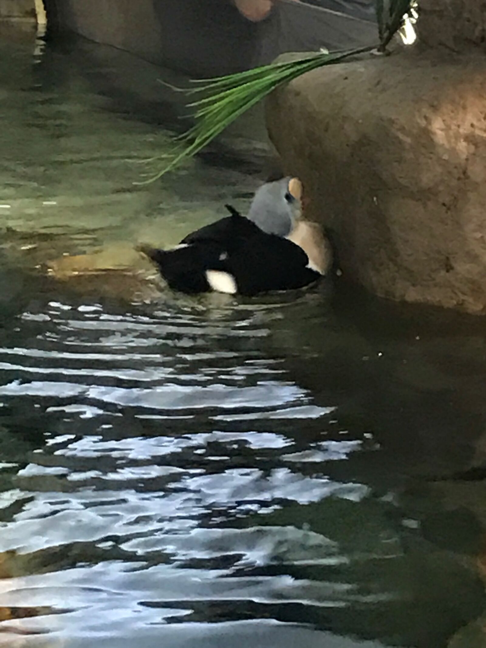iPhone 7 back camera 3.99mm f/1.8 sample photo. Penguin, zoo photography