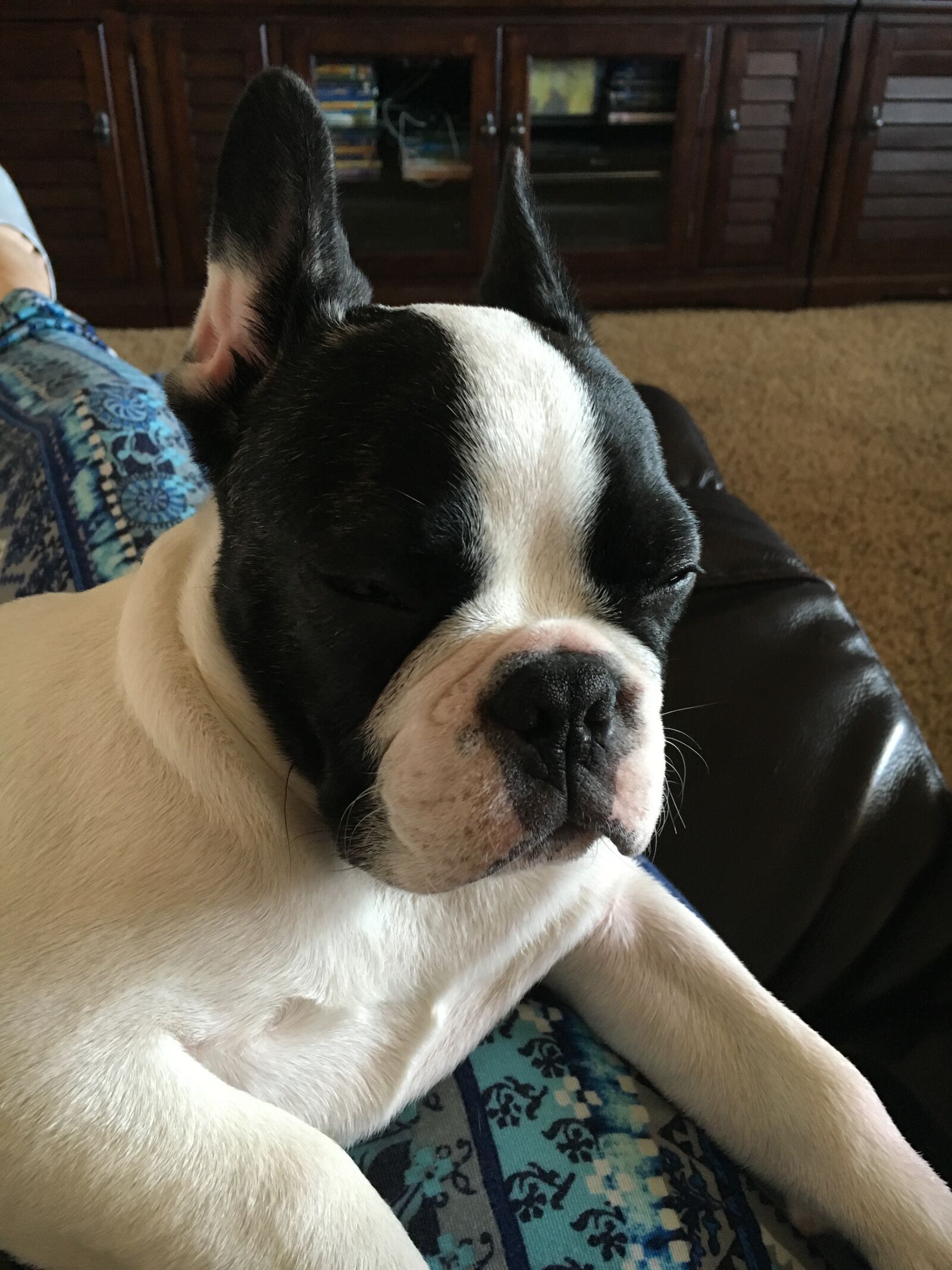 iPhone 6s back camera 4.15mm f/2.2 sample photo. Dog, french bulldog, furry photography
