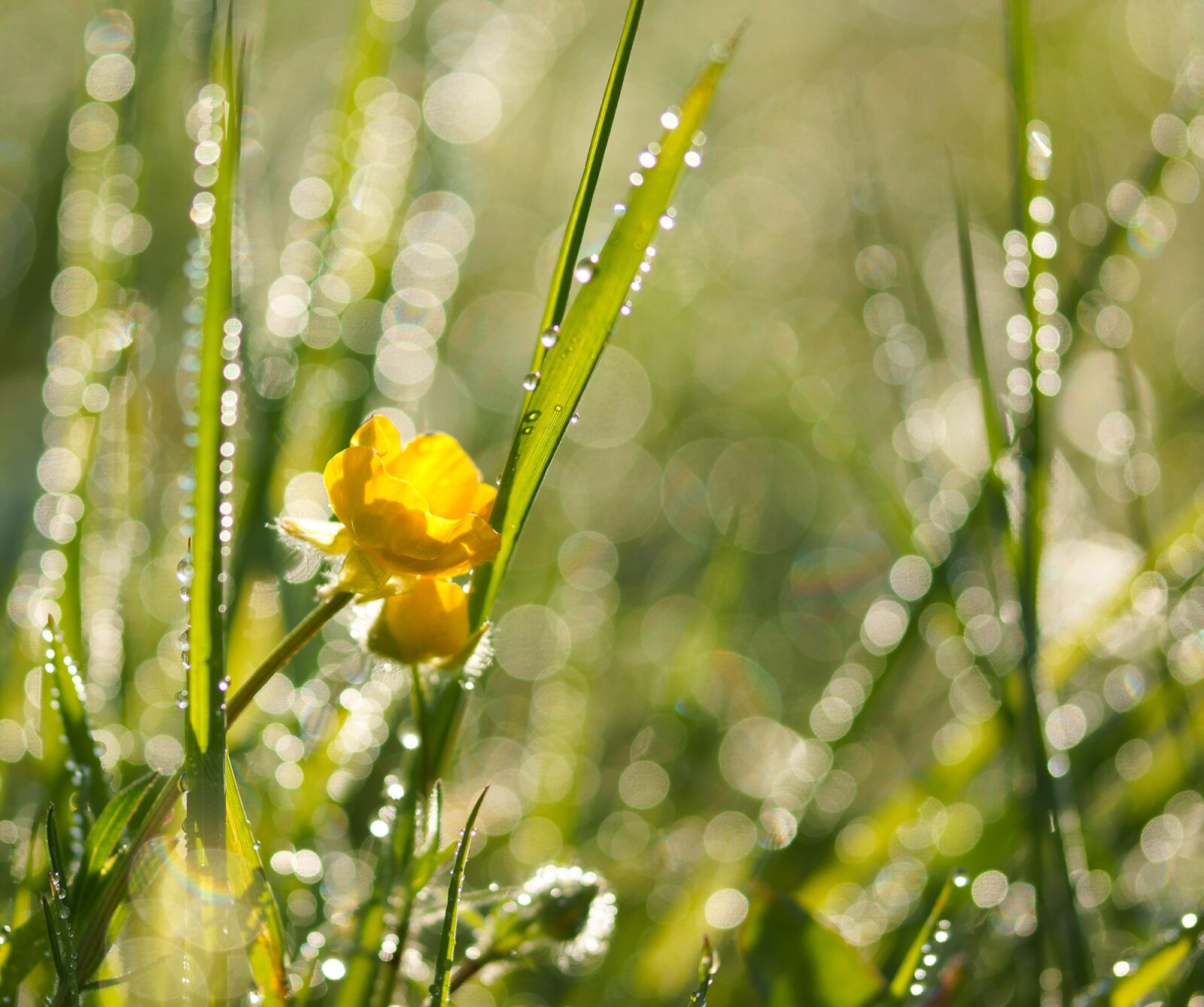 Sony SLT-A77 sample photo. Meadow, dewdrop, dew photography