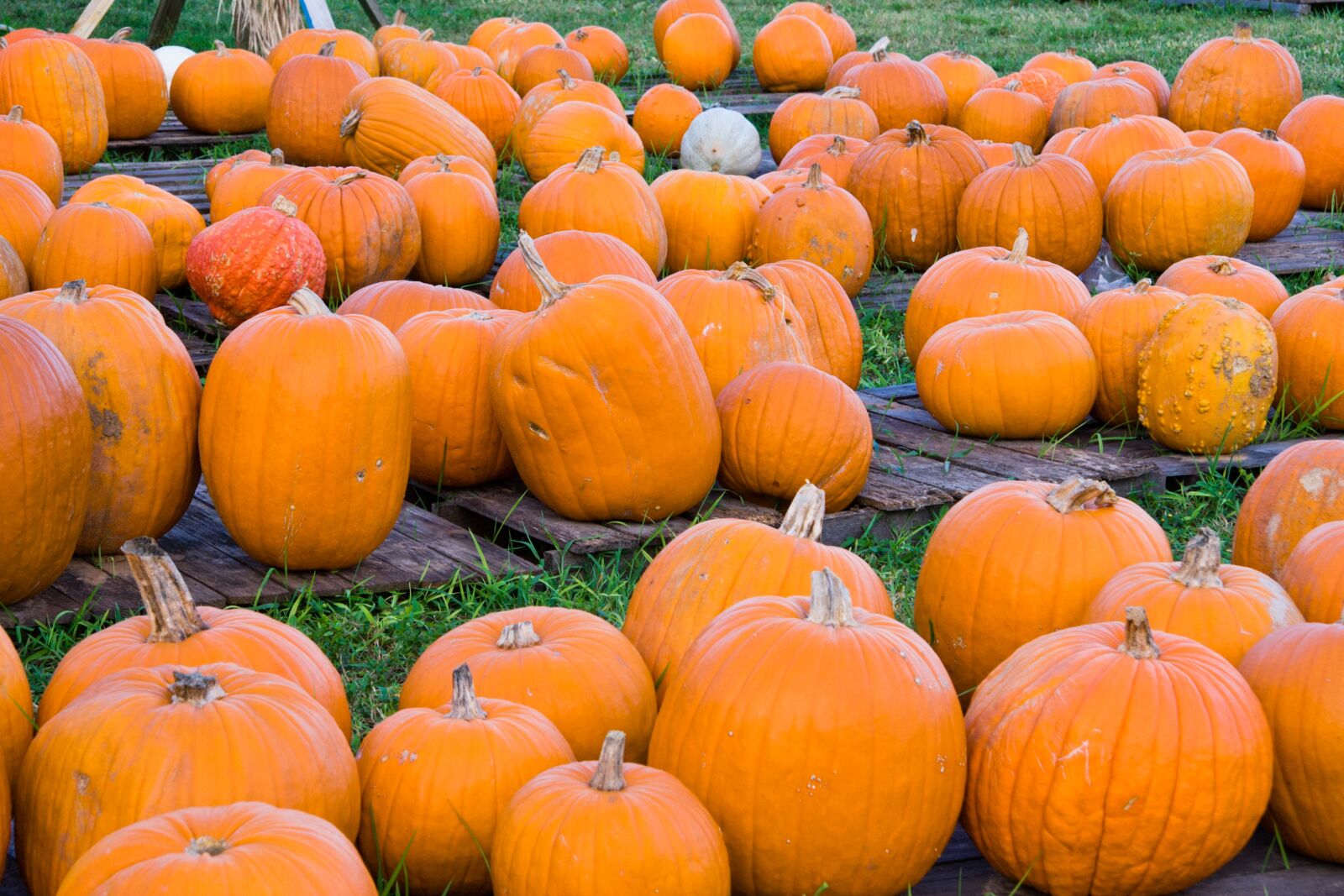 Canon EOS 350D (EOS Digital Rebel XT / EOS Kiss Digital N) sample photo. Pumpkin, pumpkin patch, harvest photography