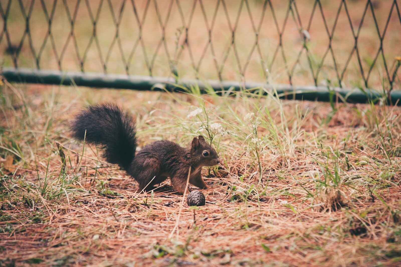 Nikon D700 sample photo. Squirrel, forest, nature photography