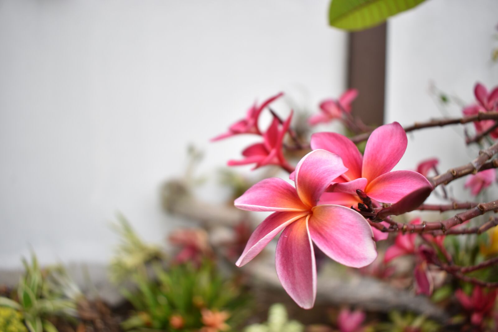 Nikon D5600 sample photo. Flower, plants, roses photography