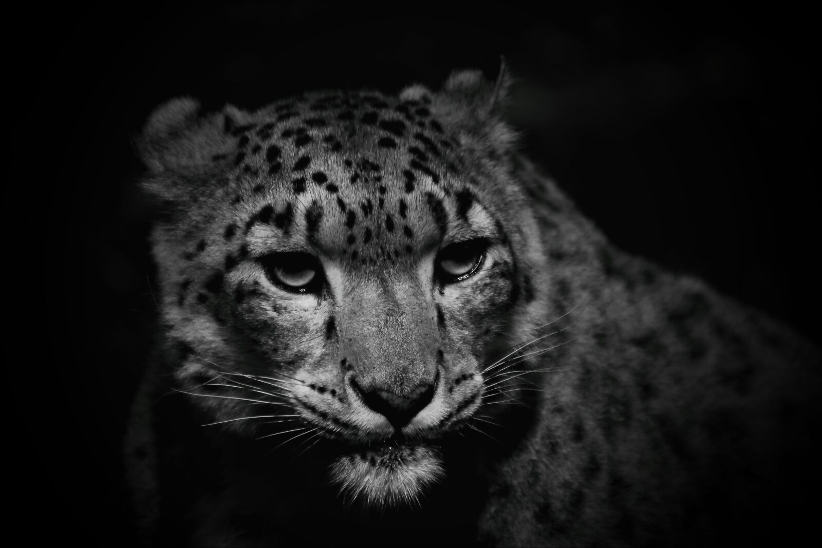 Canon EF 35-350mm F3.5-5.6L USM sample photo. Snow leopard, cat, leopard photography