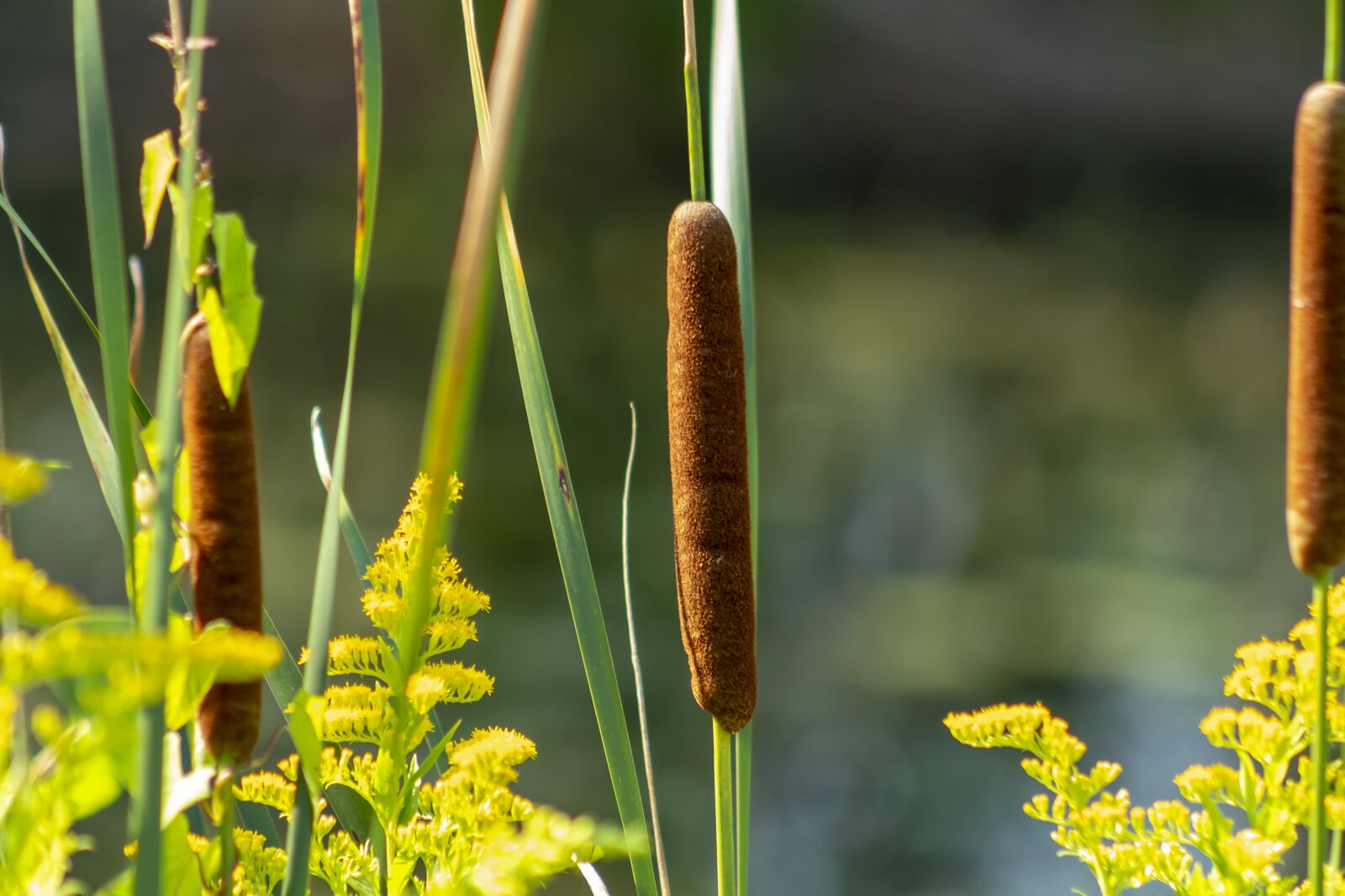 Canon EF75-300mm f/4-5.6 sample photo. Wildflower, mace, cattail photography