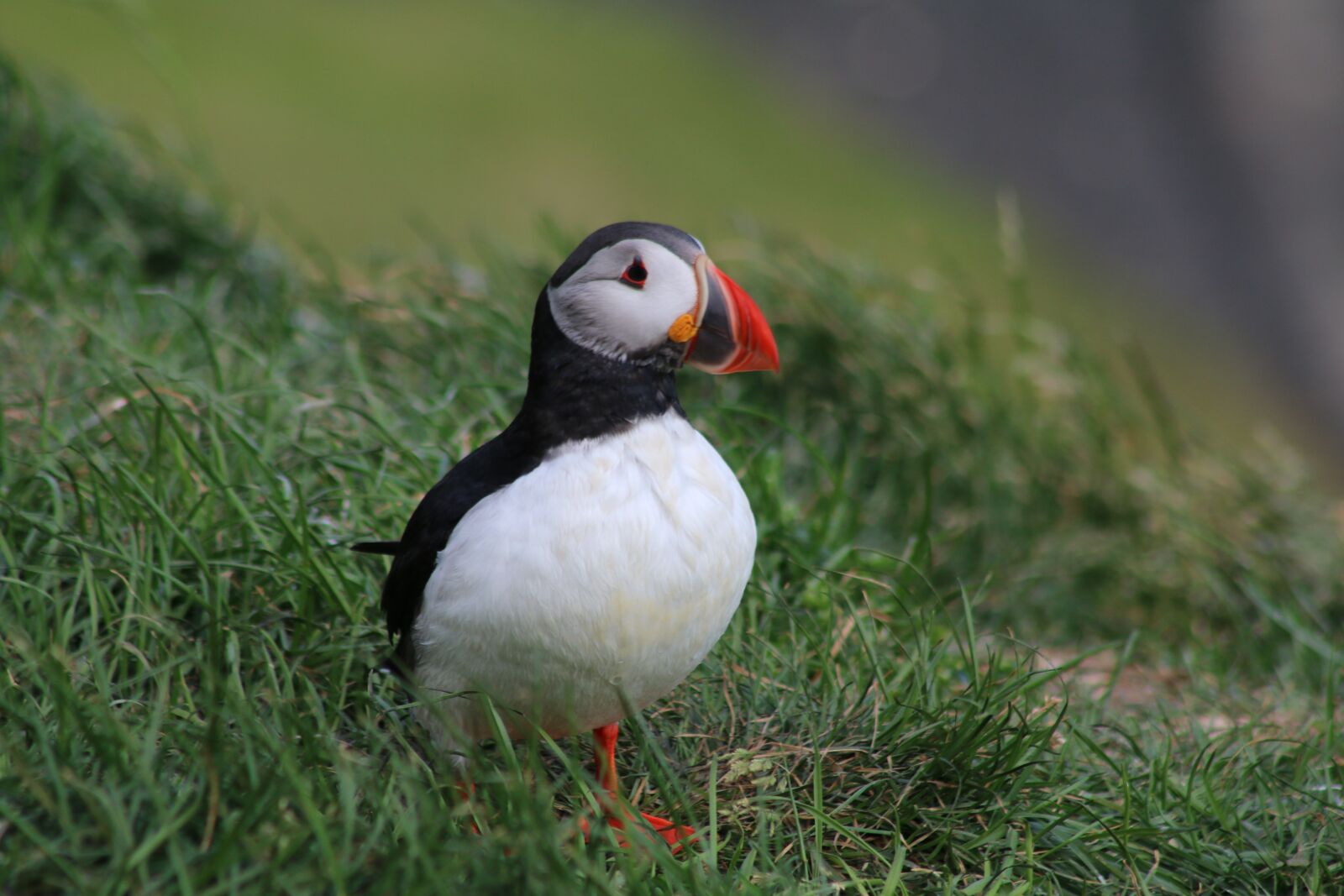 Canon EOS 70D sample photo. Puffin, bird, animal world photography