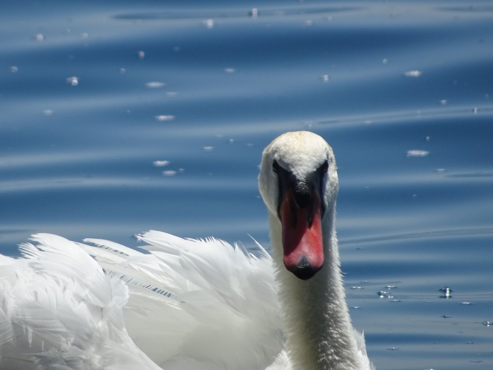 Sony DSC-HX90 sample photo. Swan, bird, schwimmvogel photography