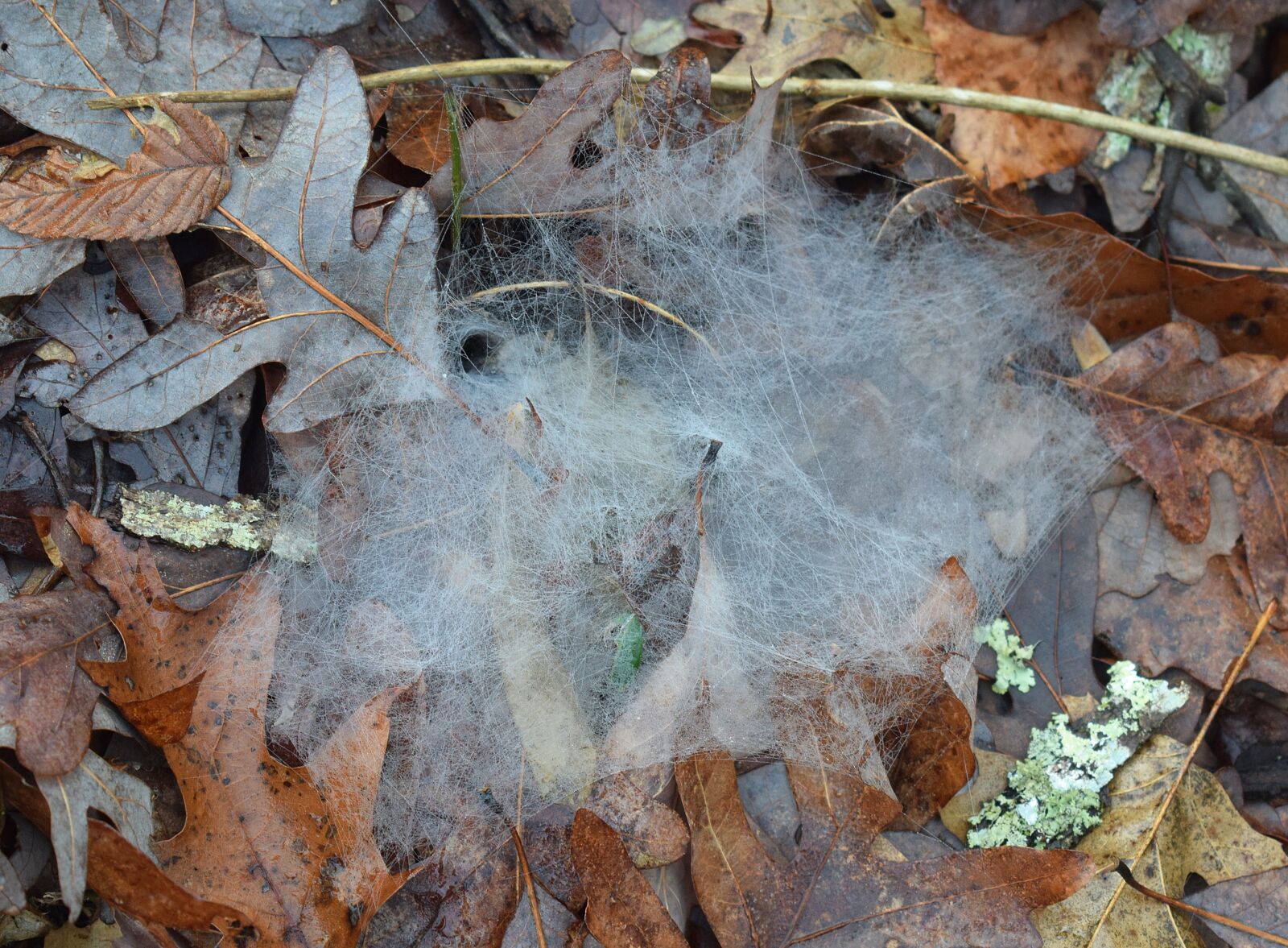 Nikon D3300 sample photo. Spiderwebs, forest floor, nature photography
