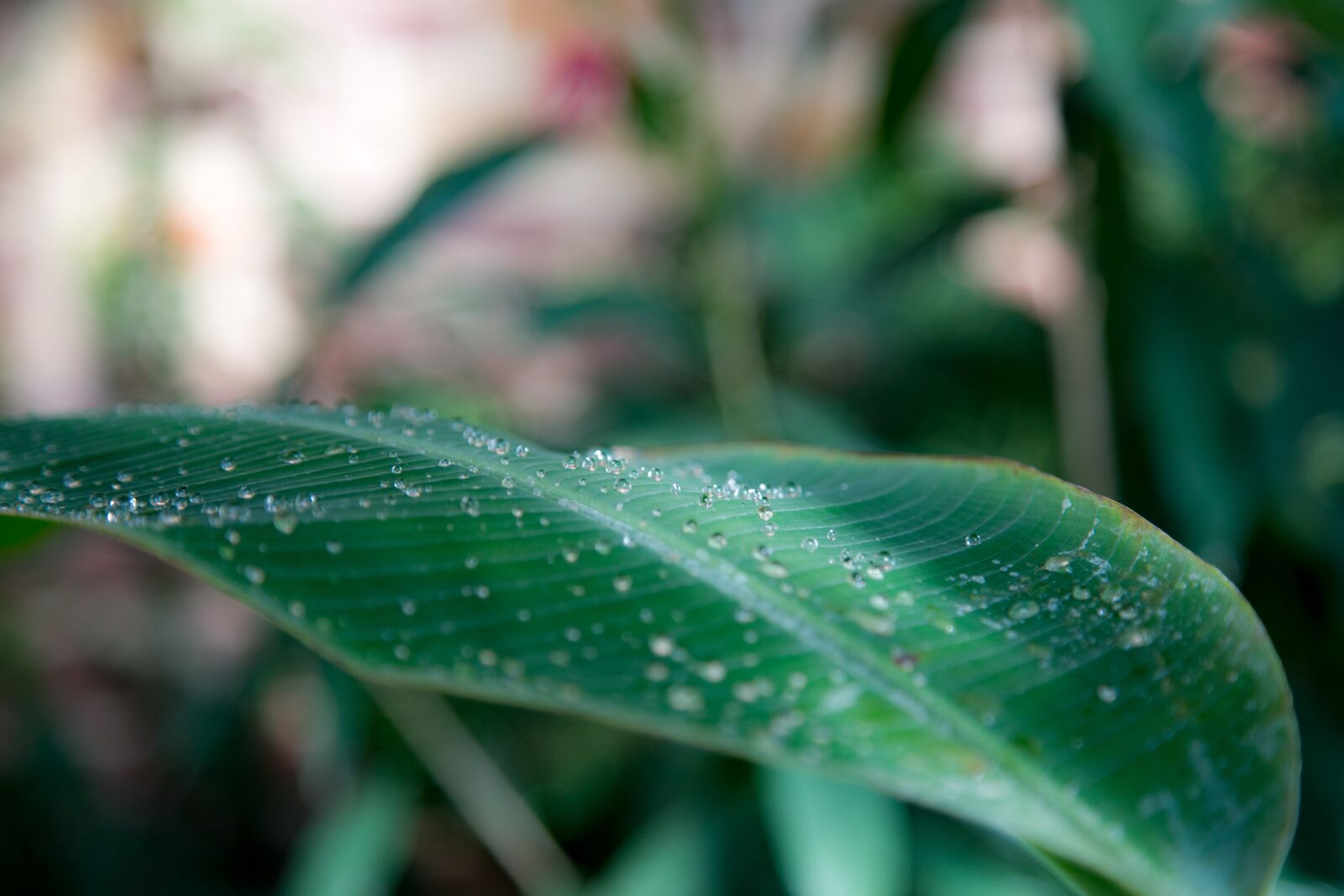 Canon EOS 6D sample photo. Leaf, water, drip photography