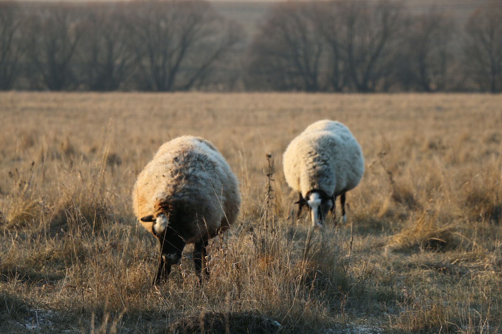 Canon EOS 70D + Canon EF-S 18-135mm F3.5-5.6 IS STM sample photo. Sheep, field, nature photography