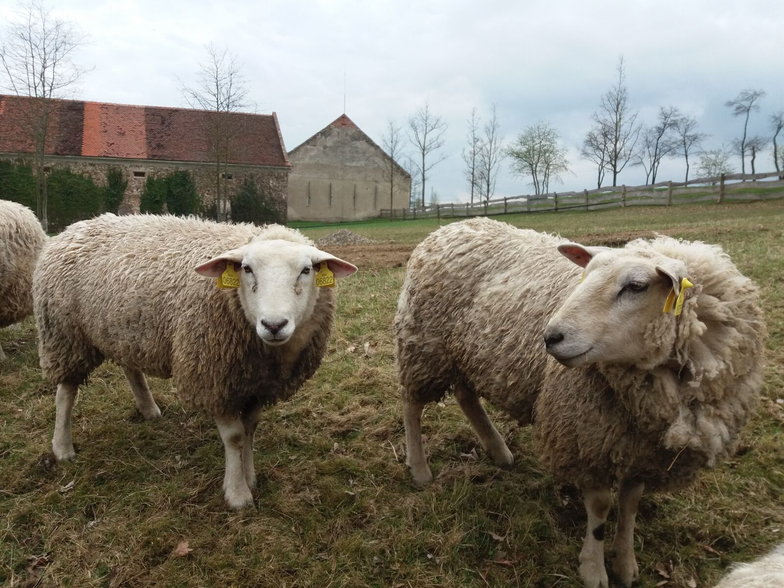 Samsung Galaxy J5(2016) sample photo. Sheep, farm, herd photography