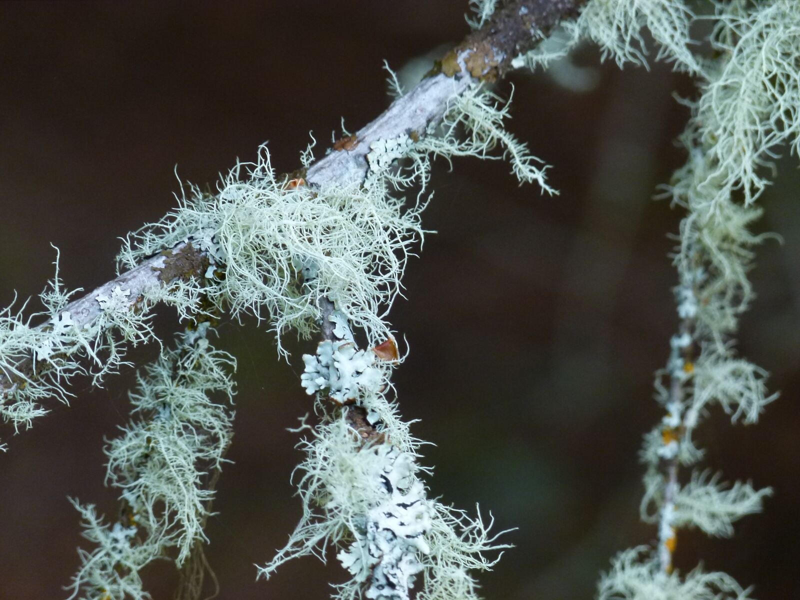 Panasonic Lumix DMC-FZ100 sample photo. Moss, branch, forest photography