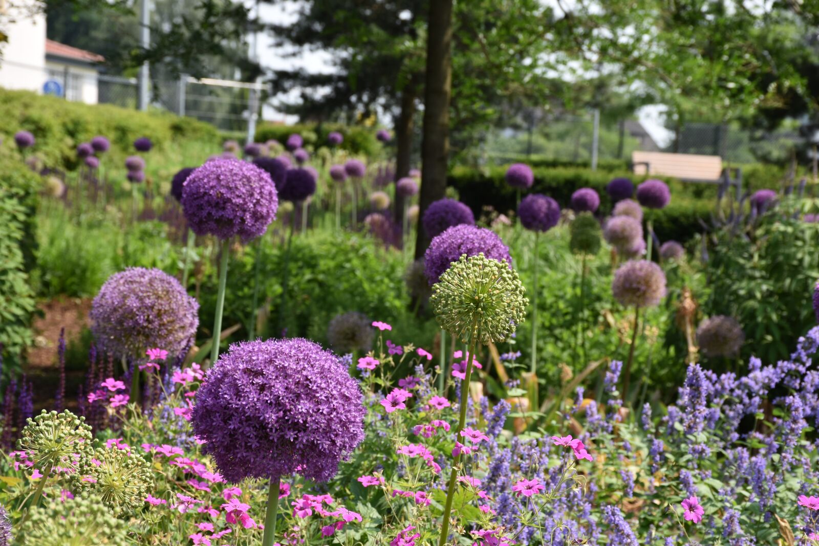 Nikon D5600 sample photo. Allium, plant, ornamental onion photography