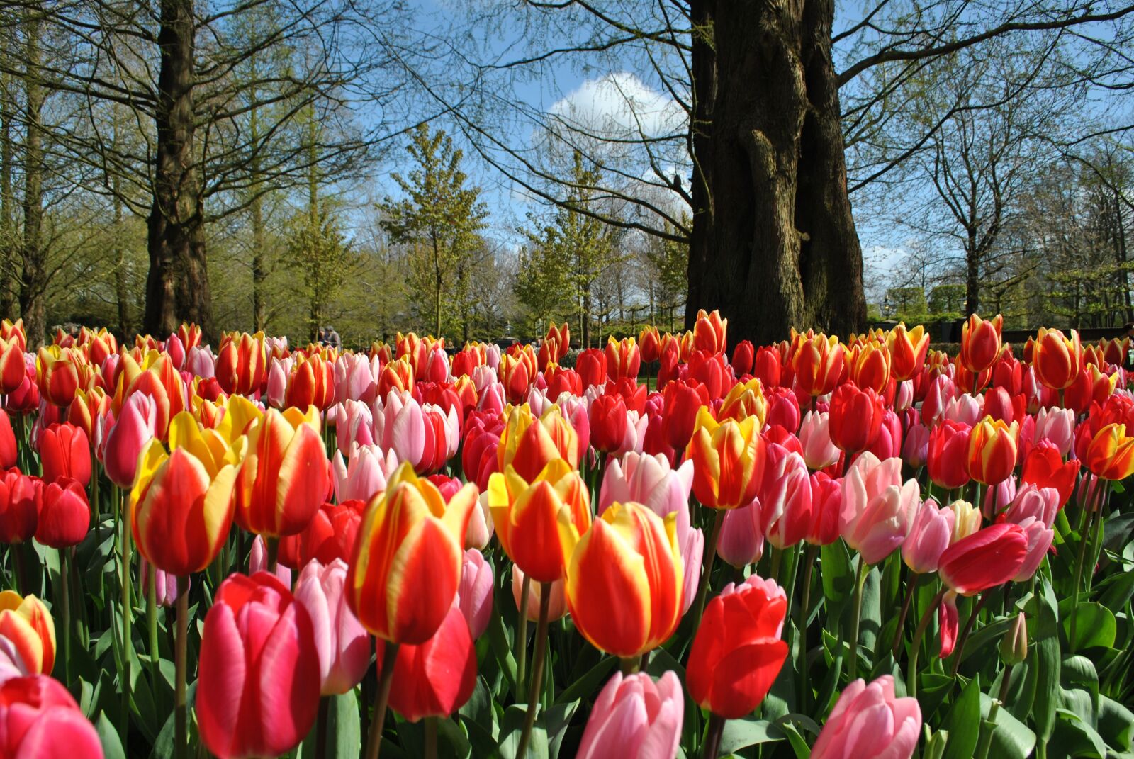 Nikon D3000 sample photo. Tulips, spring, holland photography