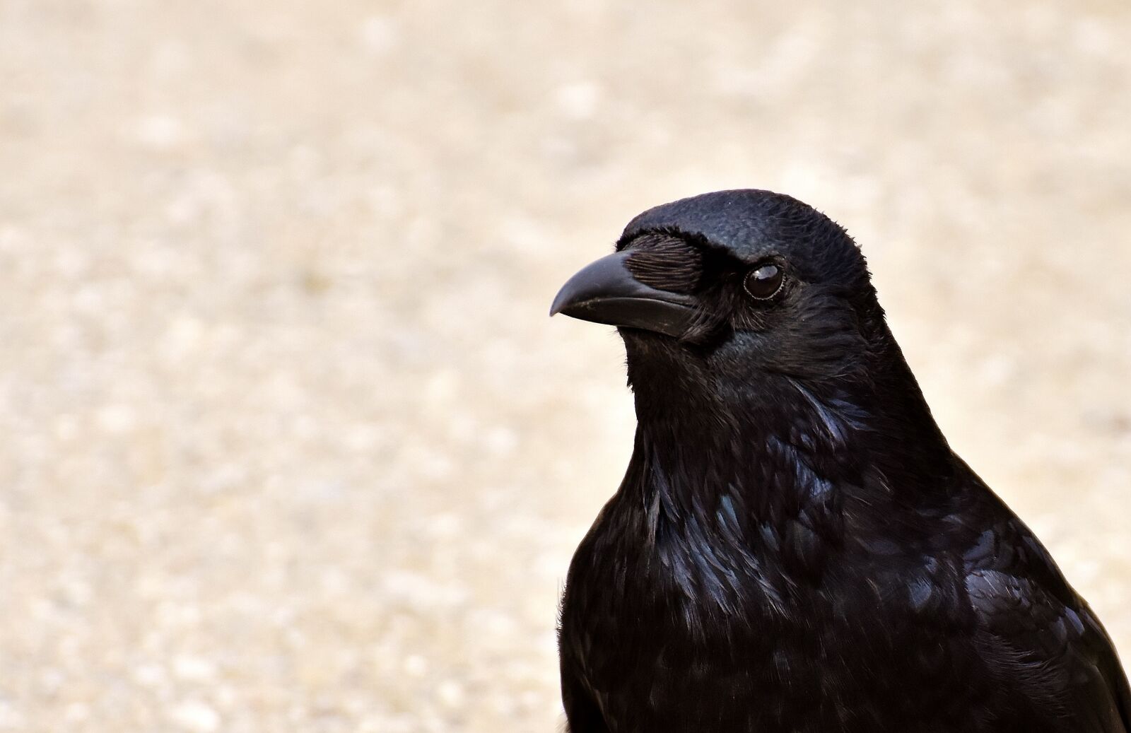 Nikon D7200 sample photo. Crow, raven, bird photography
