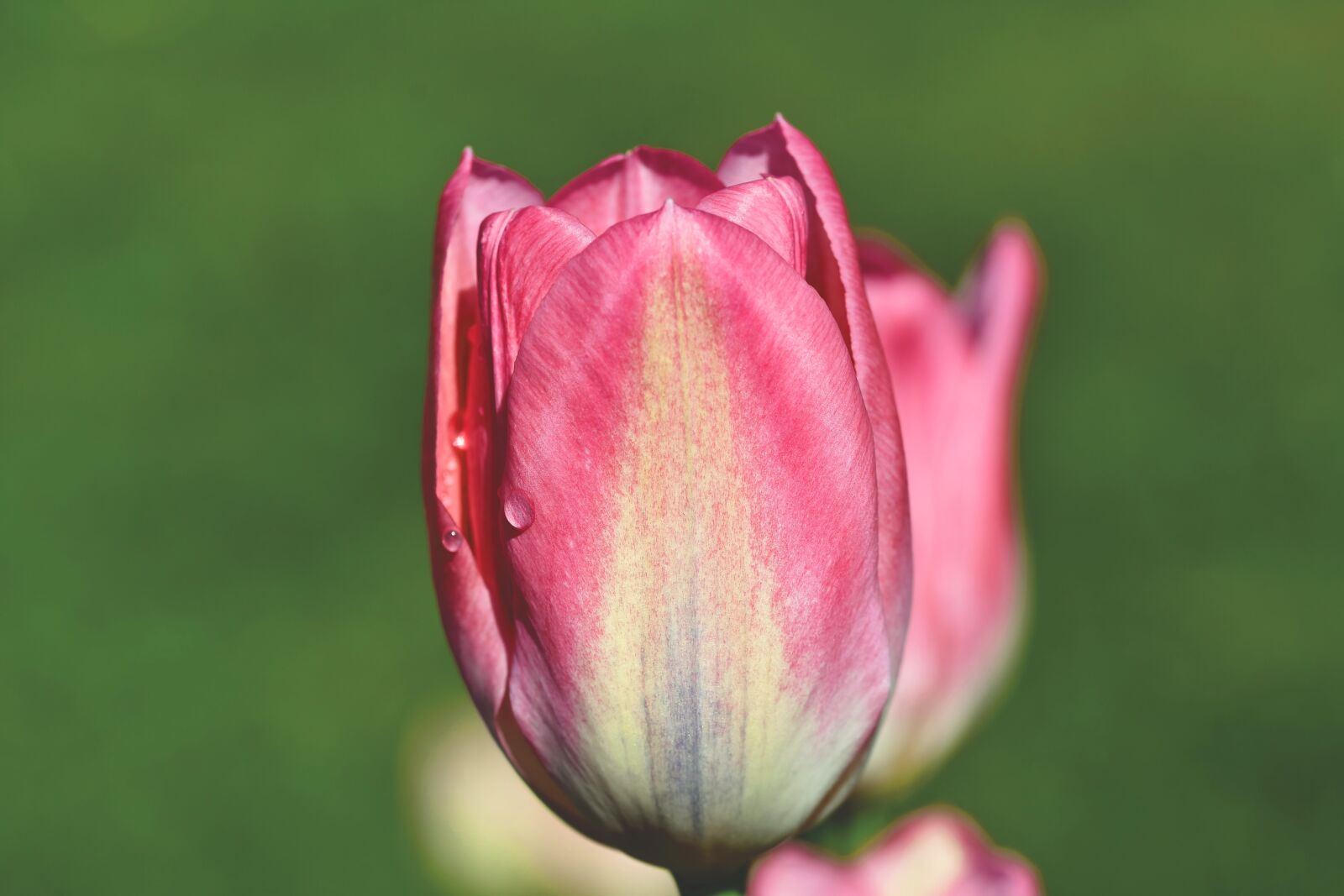 Nikon D7200 sample photo. Tulip, tulpenbluete, tulip field photography