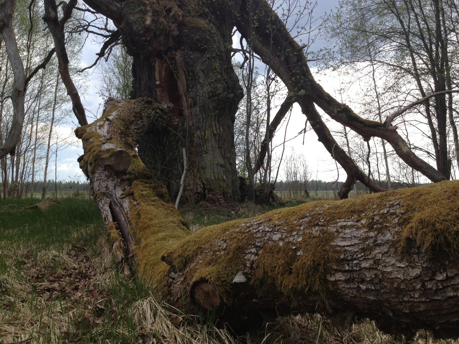 Apple iPhone 4S sample photo. Tree, the picturesque, macro photography