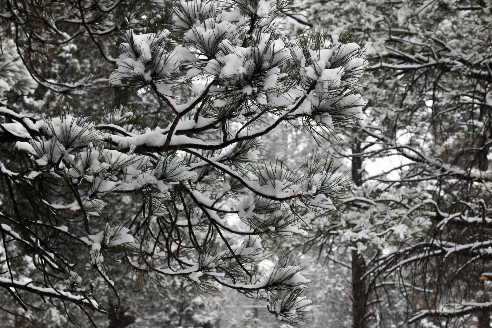 Canon EOS 70D sample photo. Trees, winter, snow photography