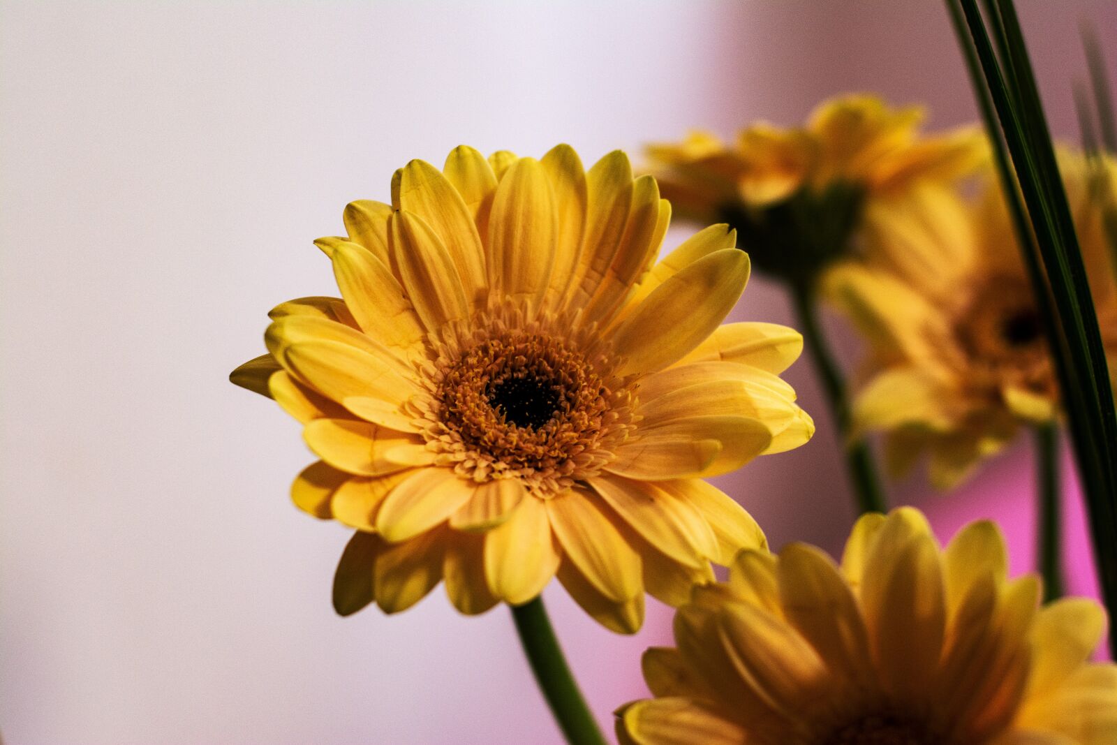 Nikon D7100 sample photo. Daisy, flower, spring photography