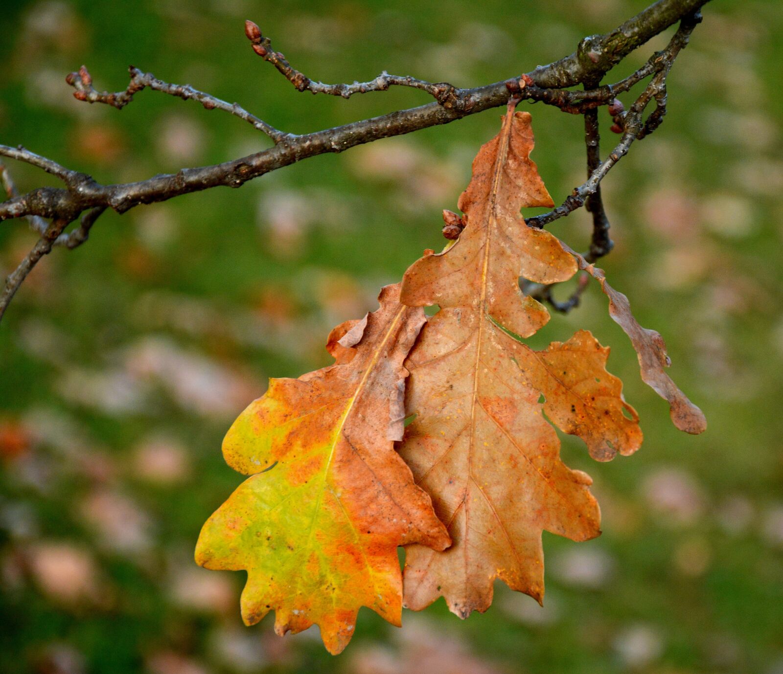 Nikon D7100 sample photo. Nature, colorful, leaves photography