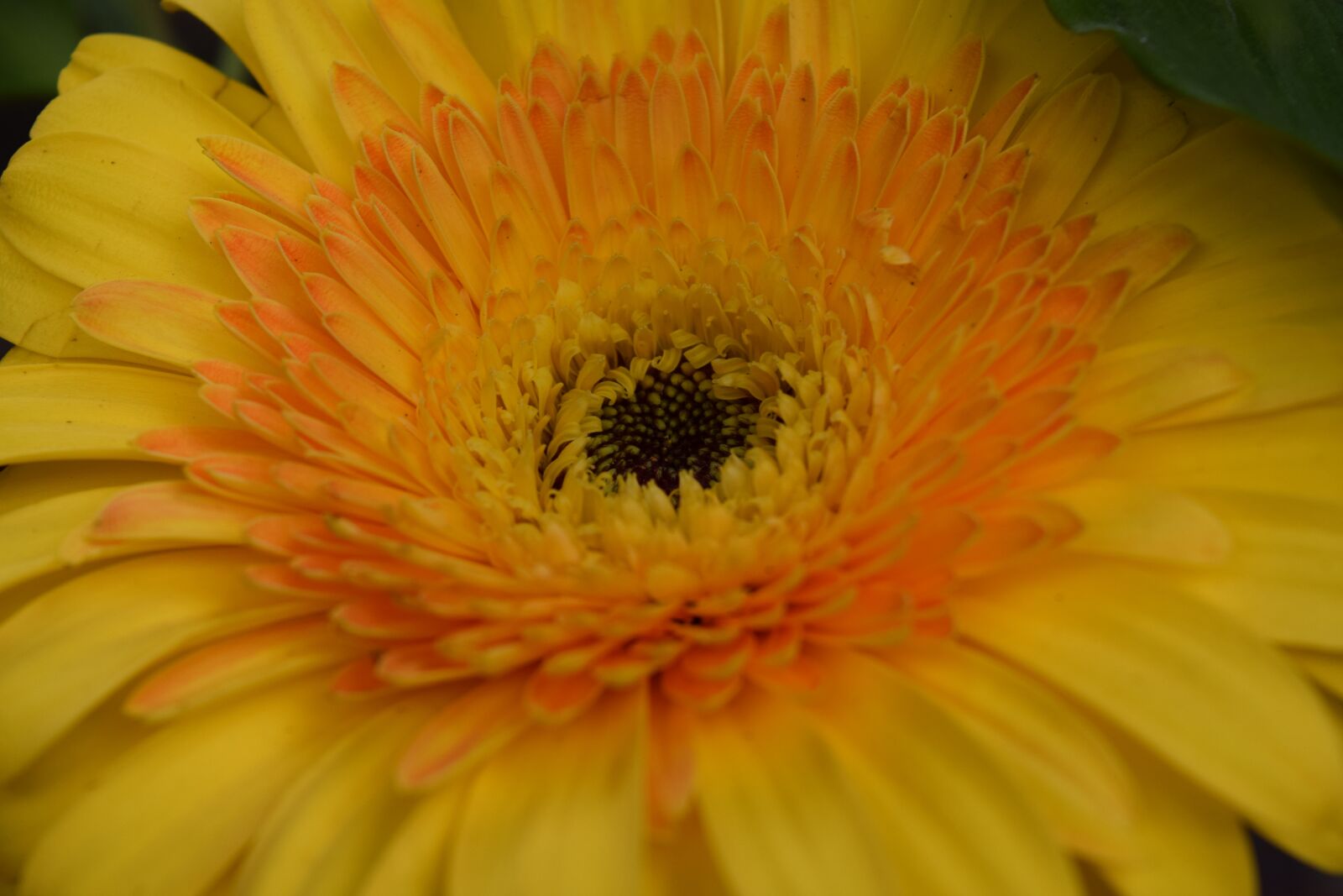 Nikon D5300 sample photo. Flower, yellow, nature photography