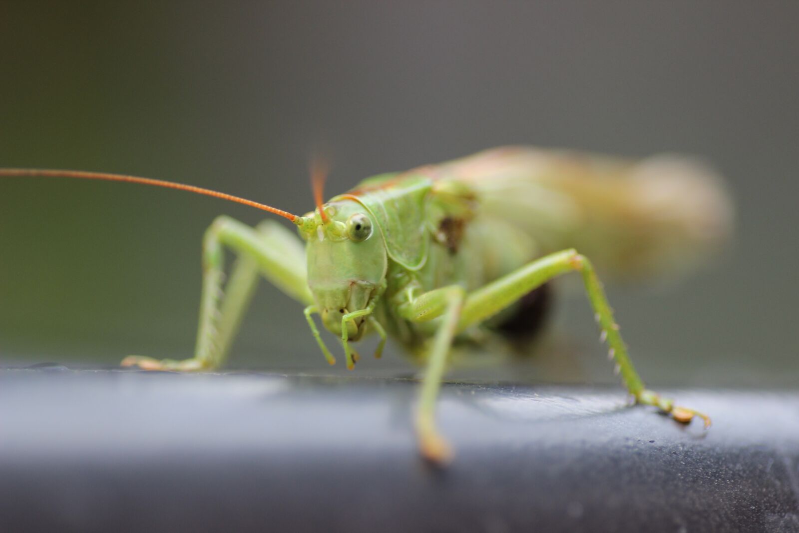 Canon EOS 600D (Rebel EOS T3i / EOS Kiss X5) sample photo. Grasshopper, grille, insect photography