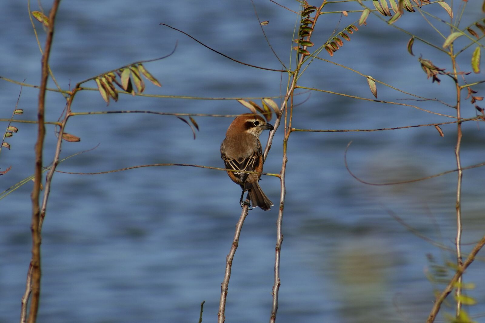 VR 70-300mm f/4.5-6.3G sample photo. Animal, river, waterside photography