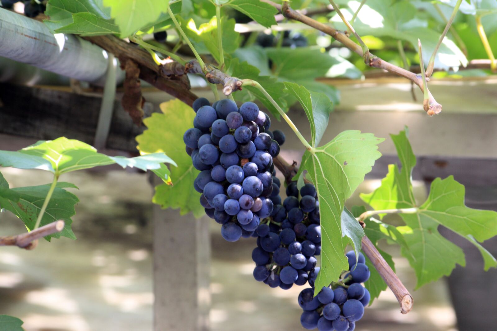 Canon EOS 50D sample photo. Grapes, wood, fruit photography