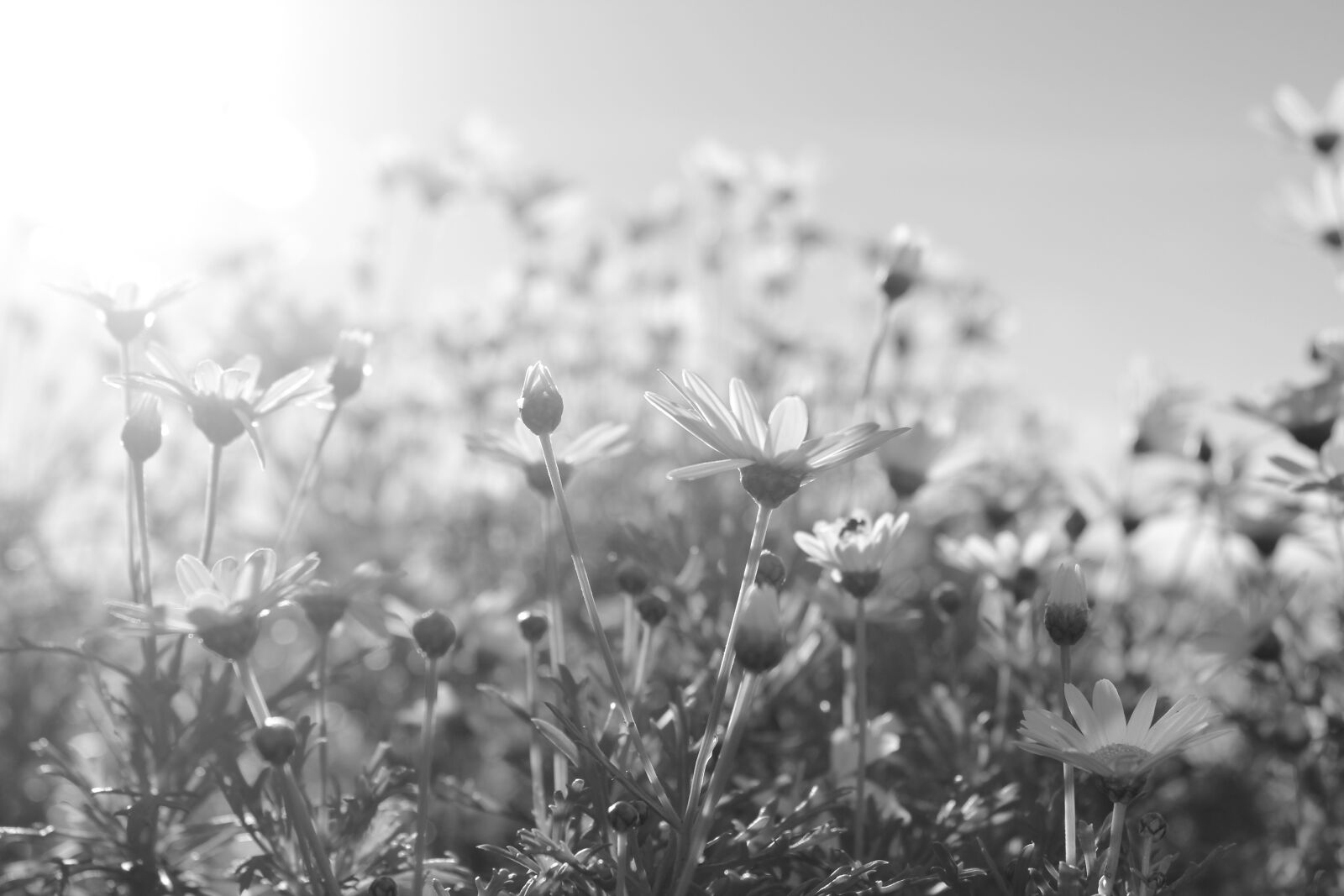 Canon EOS 550D (EOS Rebel T2i / EOS Kiss X4) sample photo. Flower, natural, daisy photography
