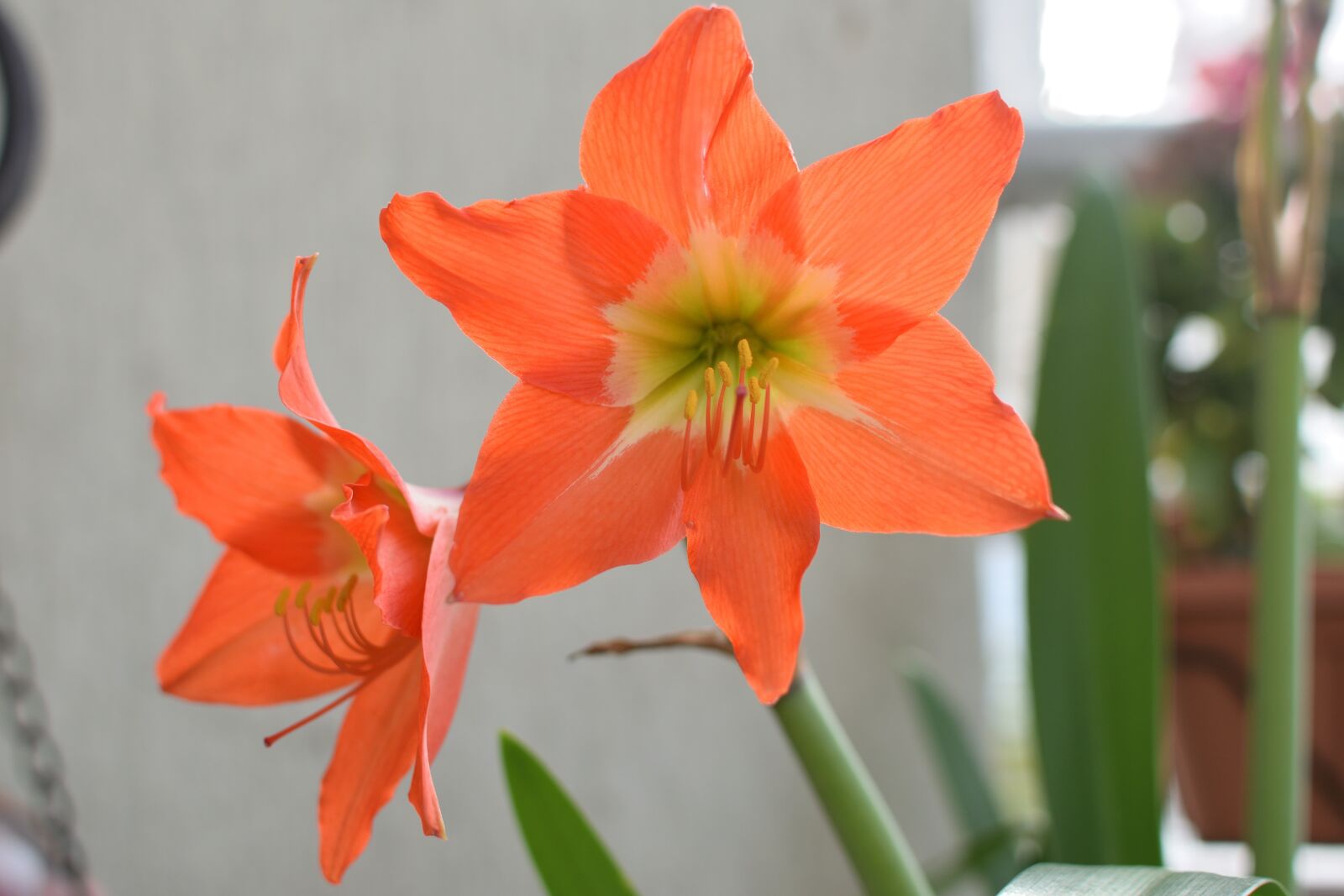 Nikon D5300 sample photo. Amaryllis, flower, nature photography