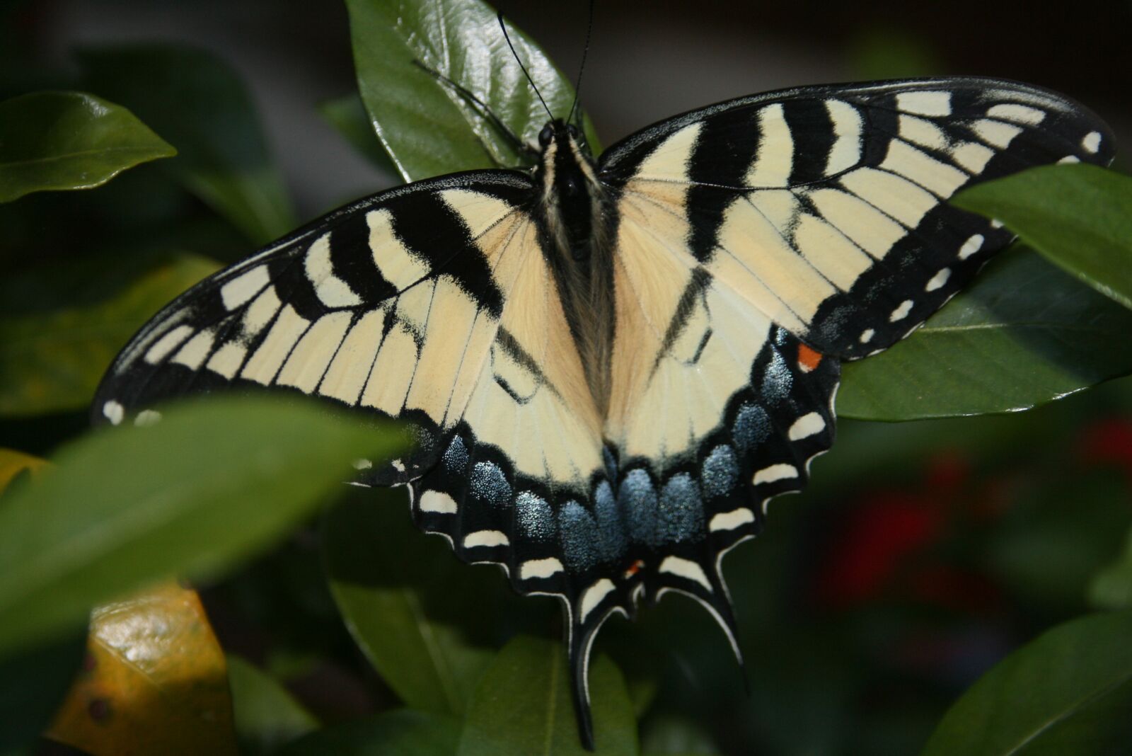 Canon EOS 400D (EOS Digital Rebel XTi / EOS Kiss Digital X) sample photo. Butterfly, swallowtail, insect photography