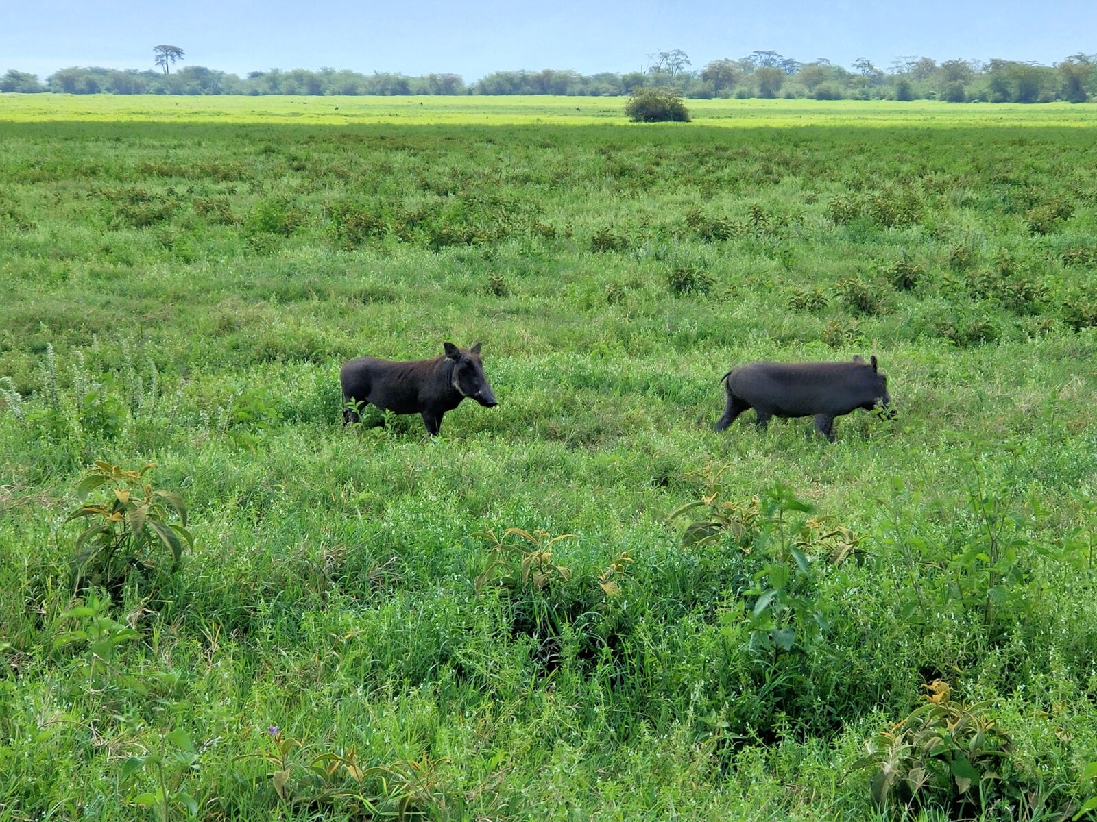 OPPO RENO2 sample photo. Warthogs, pumba, serengeti photography