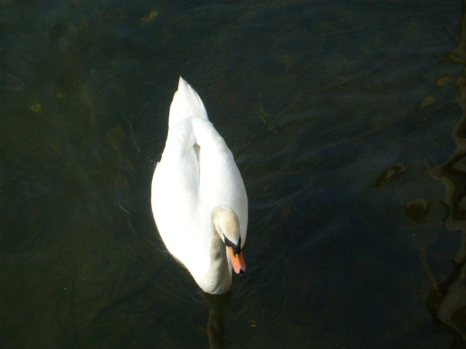 Samsung D70 / D75 / S730 / S750 sample photo