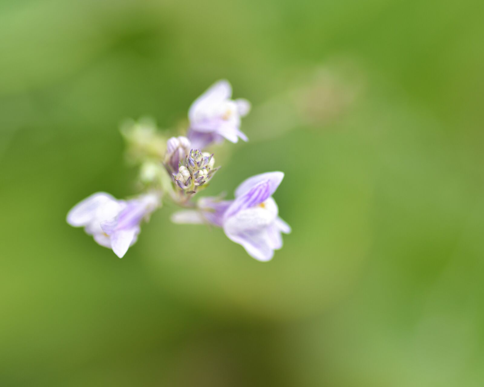 Nikon D500 + Tokina AT-X Pro 100mm F2.8 Macro sample photo. Flower, purple, hatching photography