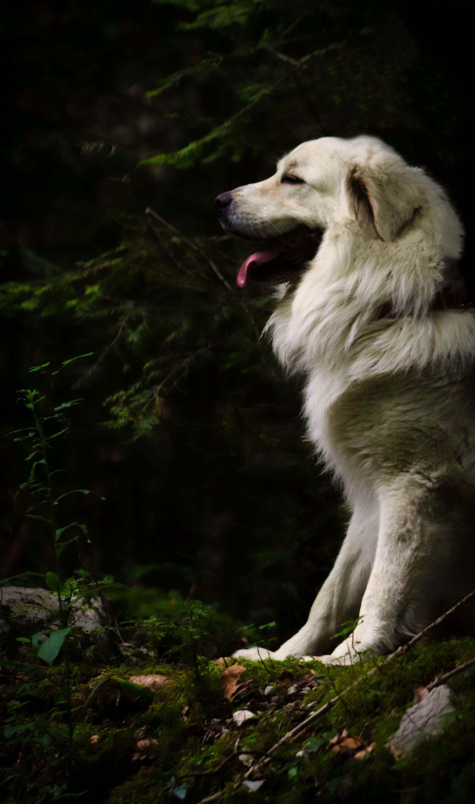 Canon EF75-300mm f/4-5.6 sample photo. Dog, animals, dogs photography