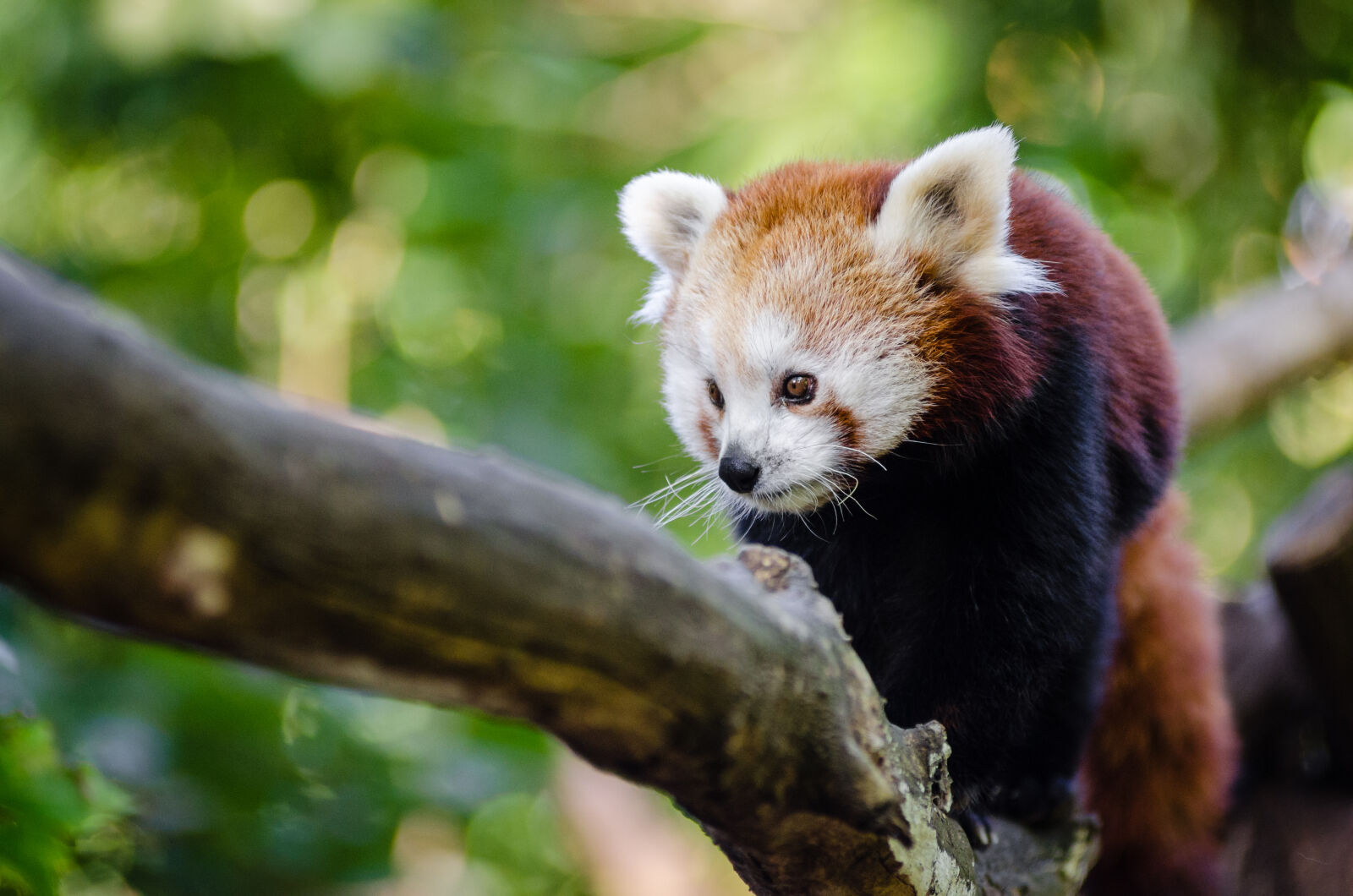 AF Zoom-Nikkor 80-200mm f/2.8 ED sample photo