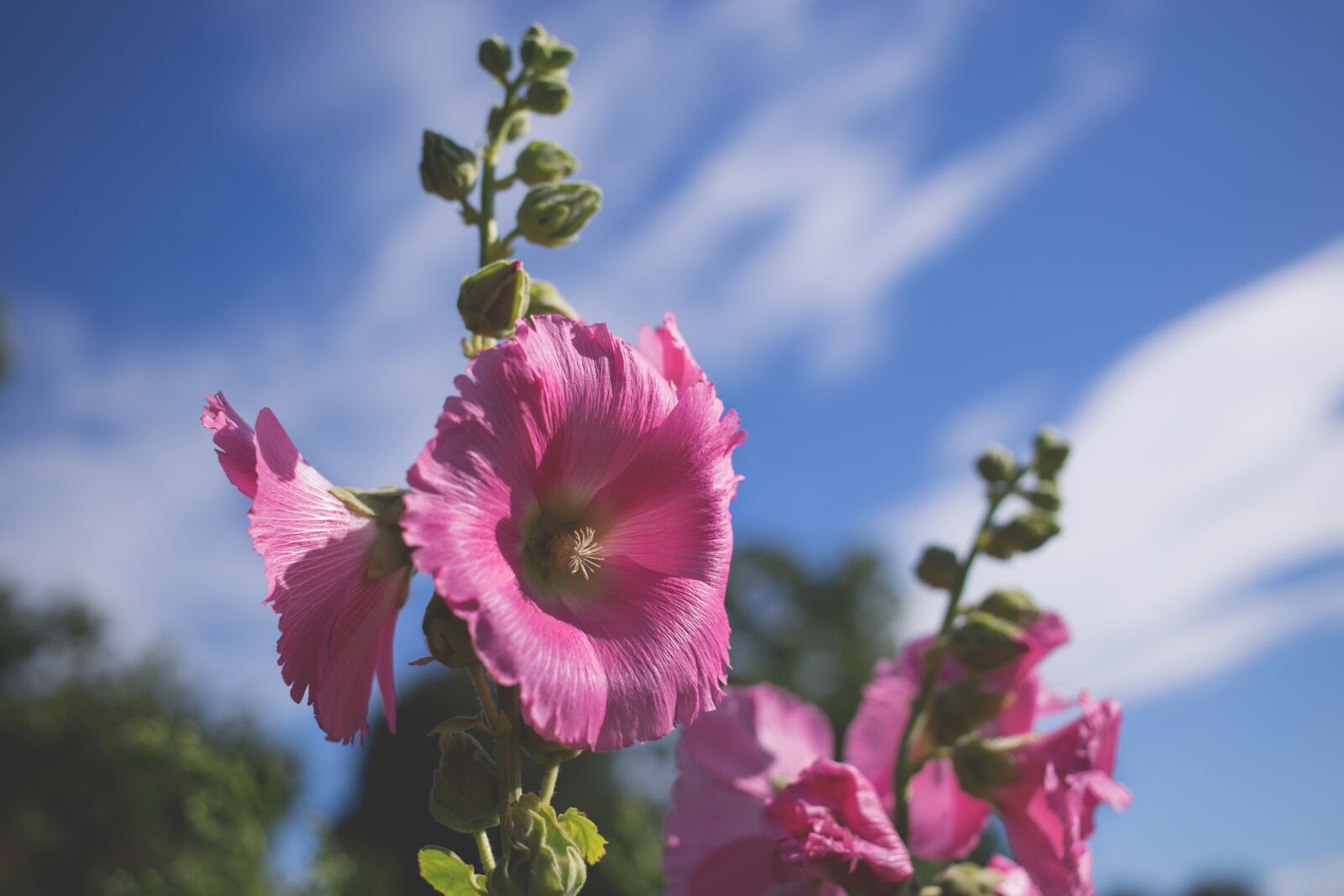 Canon EF 40mm F2.8 STM sample photo. Nature, blooming, blossom photography