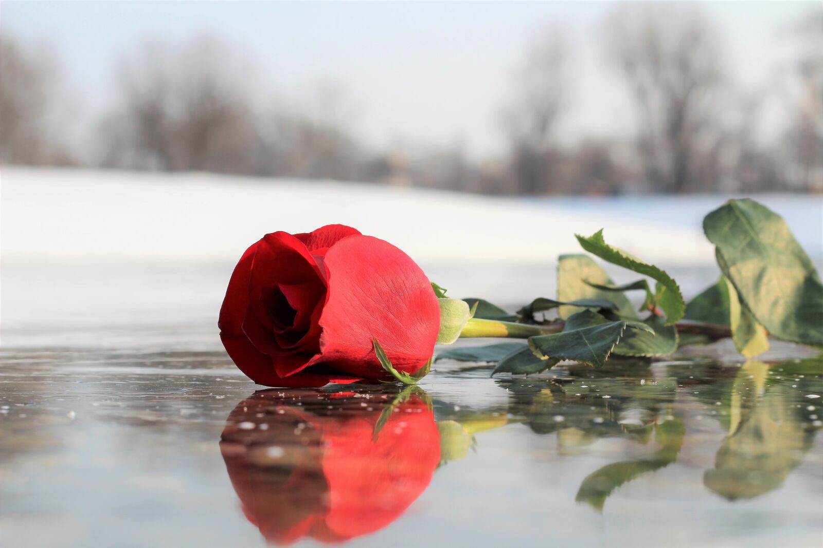 Canon EOS 600D (Rebel EOS T3i / EOS Kiss X5) + Canon EF 50mm F1.8 II sample photo. Red rose on ice photography