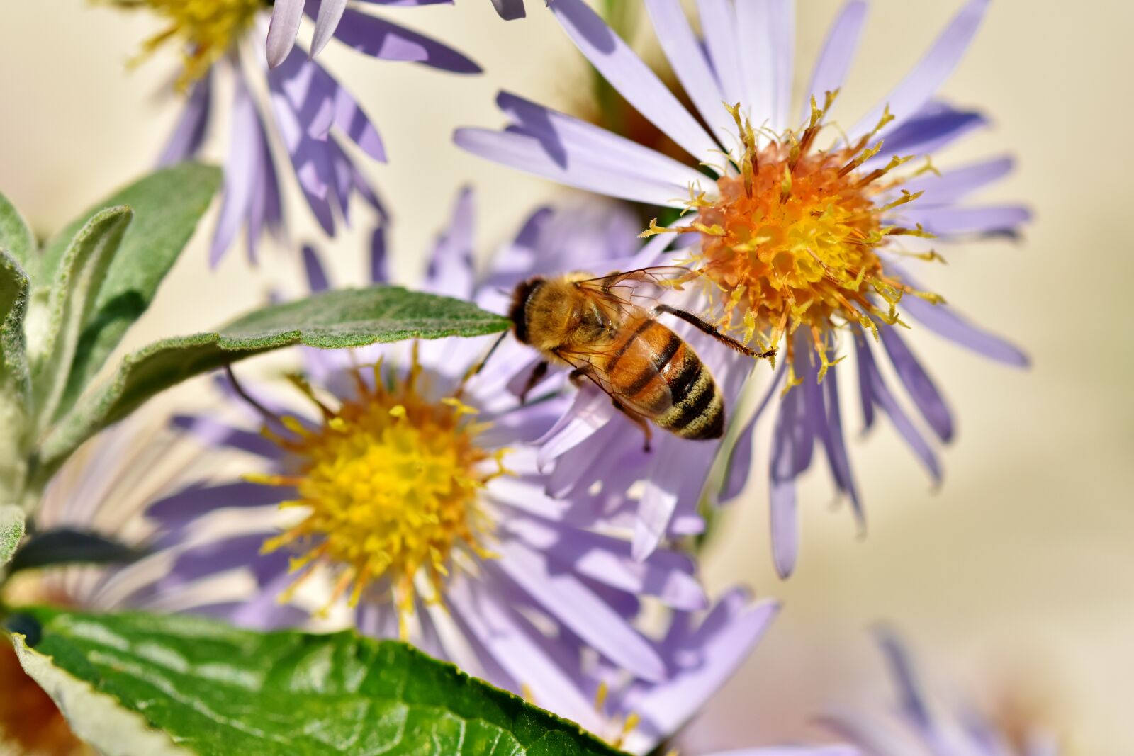 Nikon D7200 sample photo. Bee, honey bee, insect photography