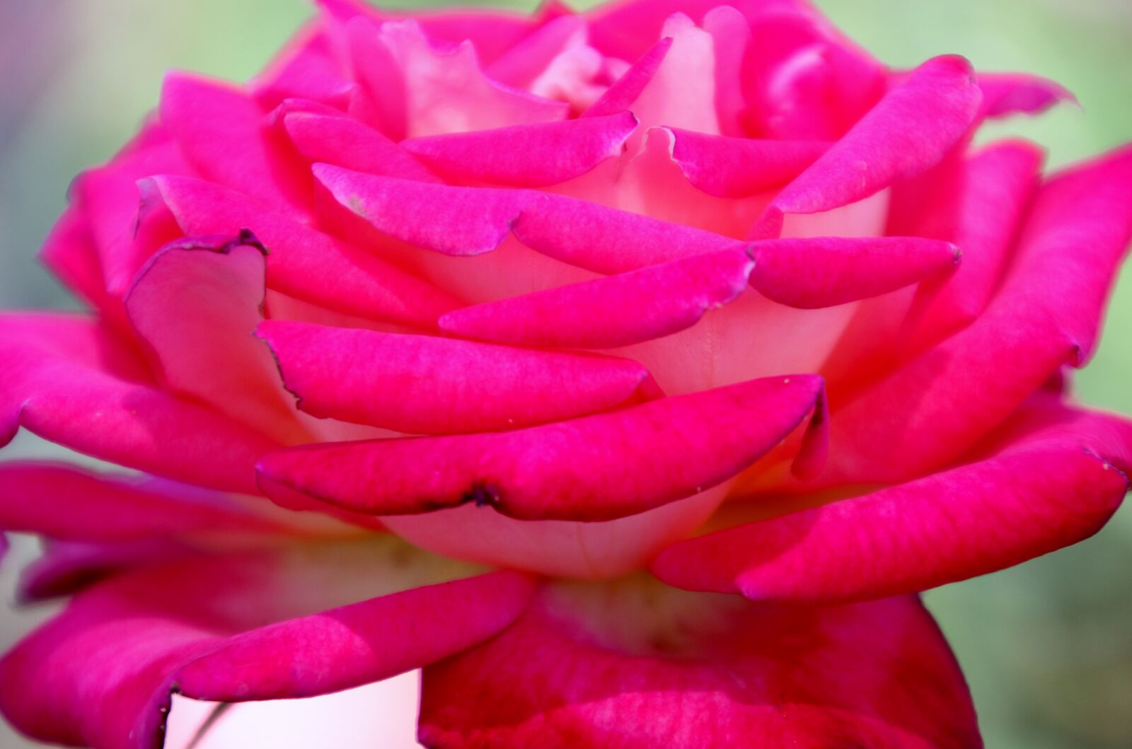 Canon EOS 7D Mark II sample photo. Flower, garden, grow, nature photography