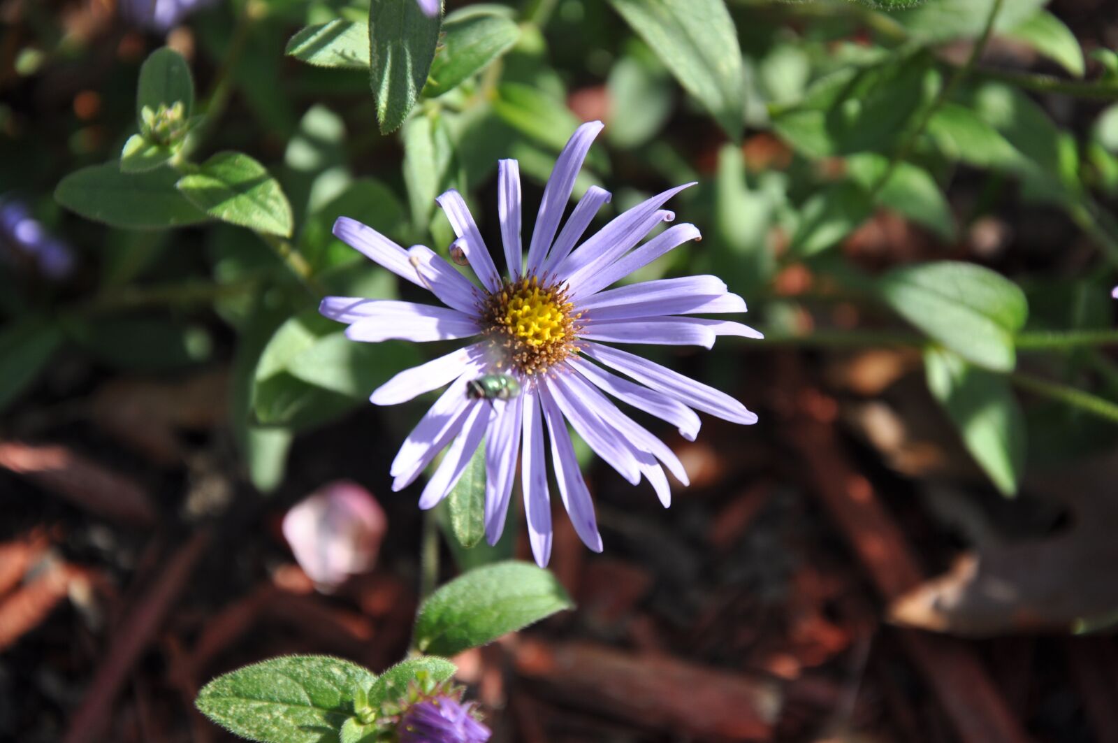 Nikon D90 sample photo. Flower, aster, bloom photography