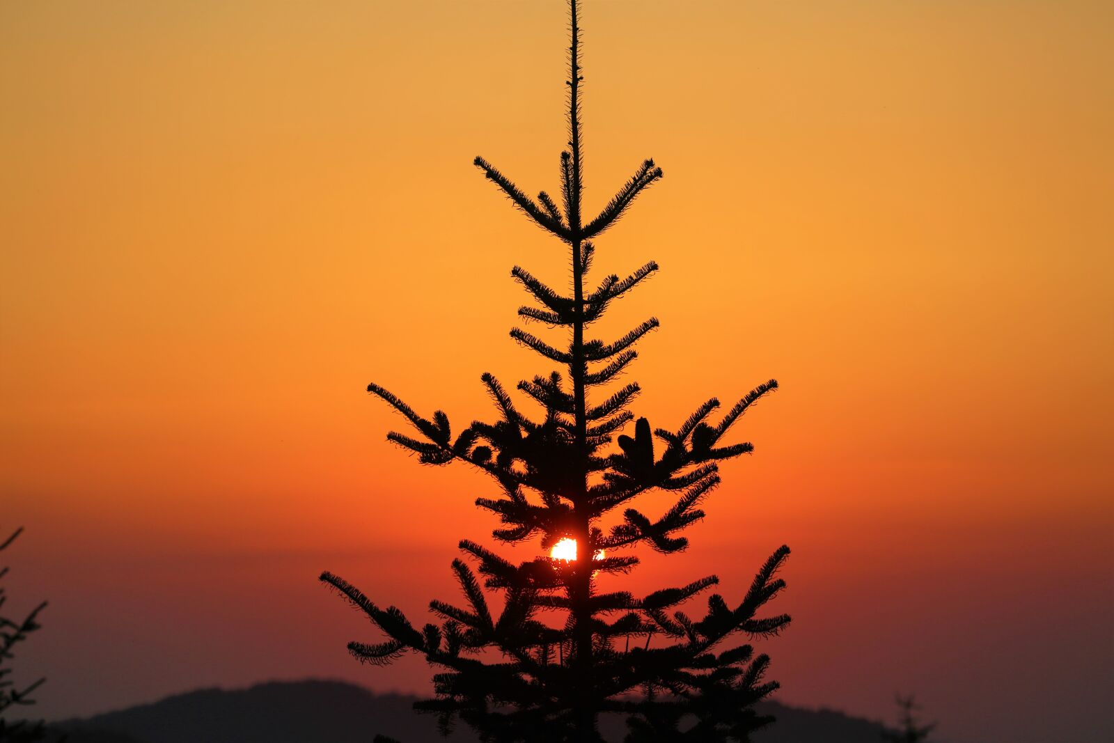 Canon EOS 5D Mark III + Canon EF 70-300mm F4-5.6L IS USM sample photo. Sunset, nature, pine photography