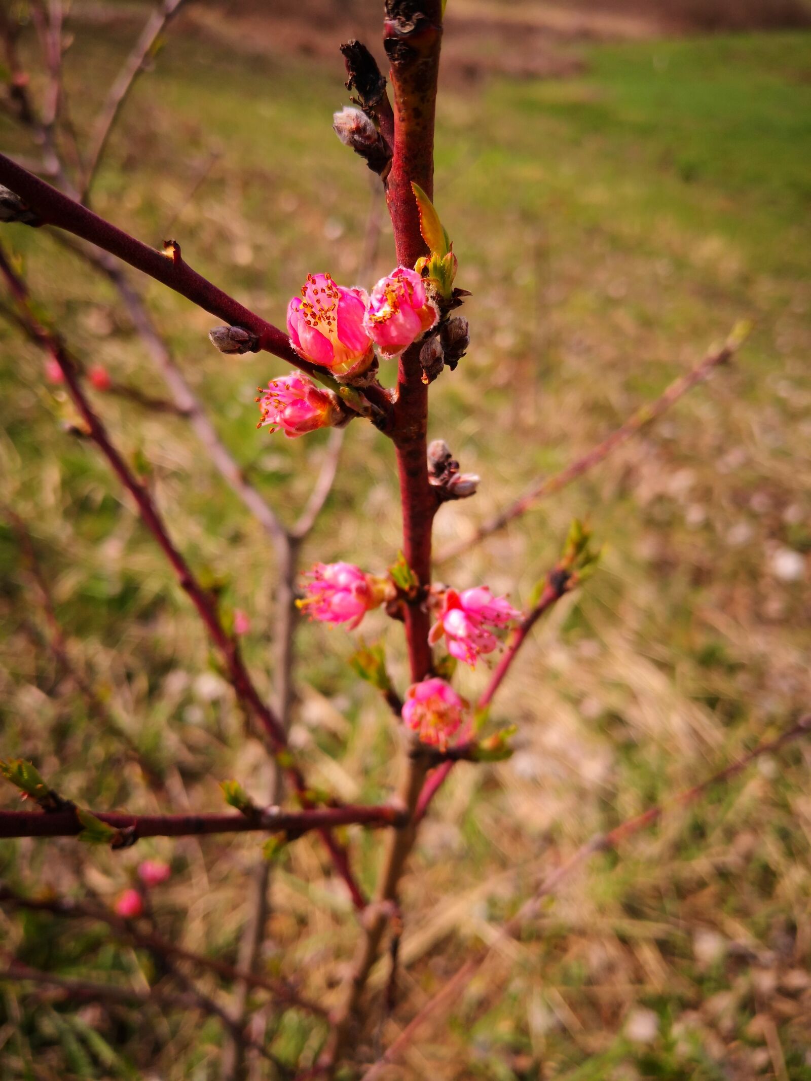 HUAWEI Mate 10 Pro sample photo. Tree, nature, flora photography