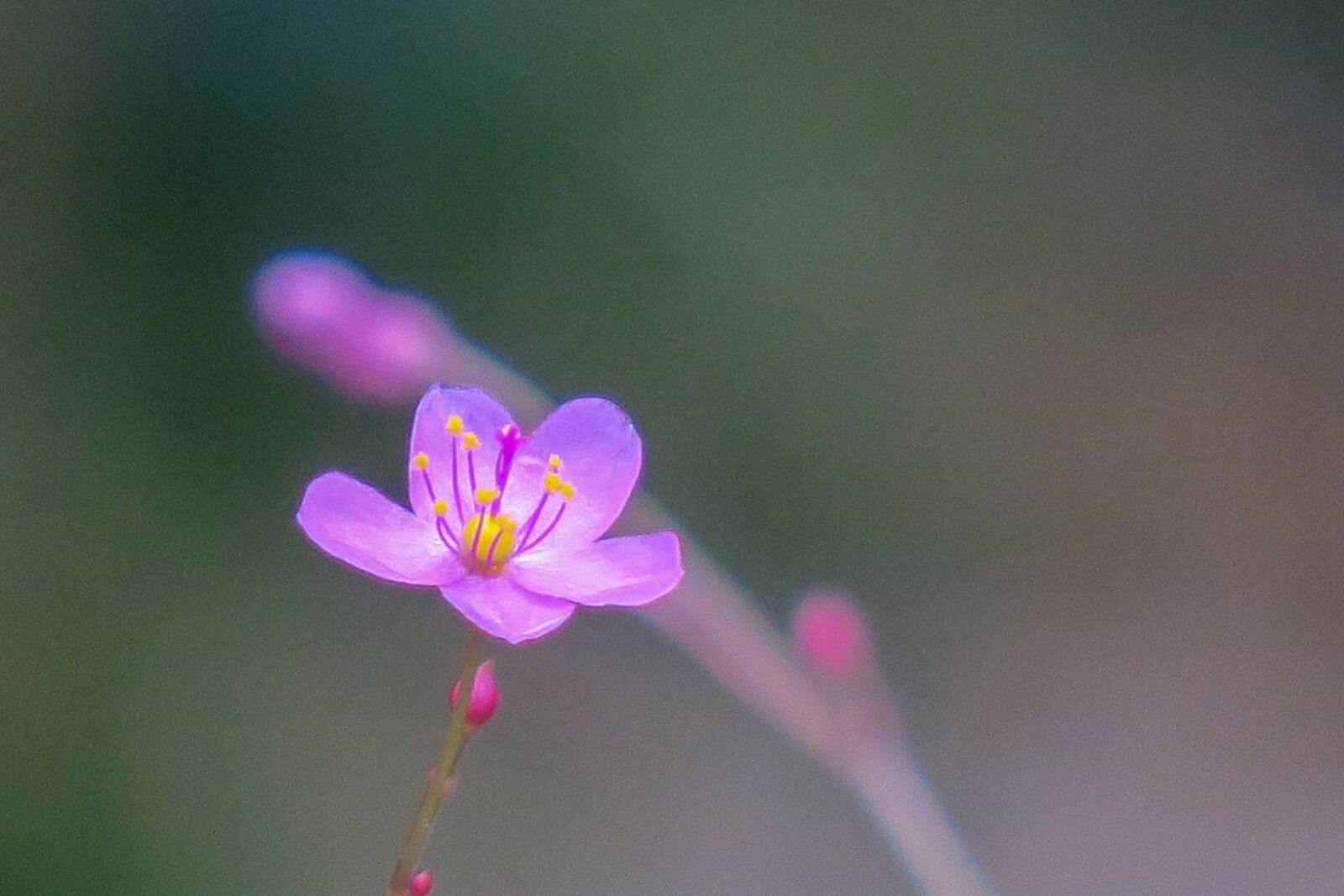 Canon PowerShot G3 X sample photo. Human participants, nature, flower photography