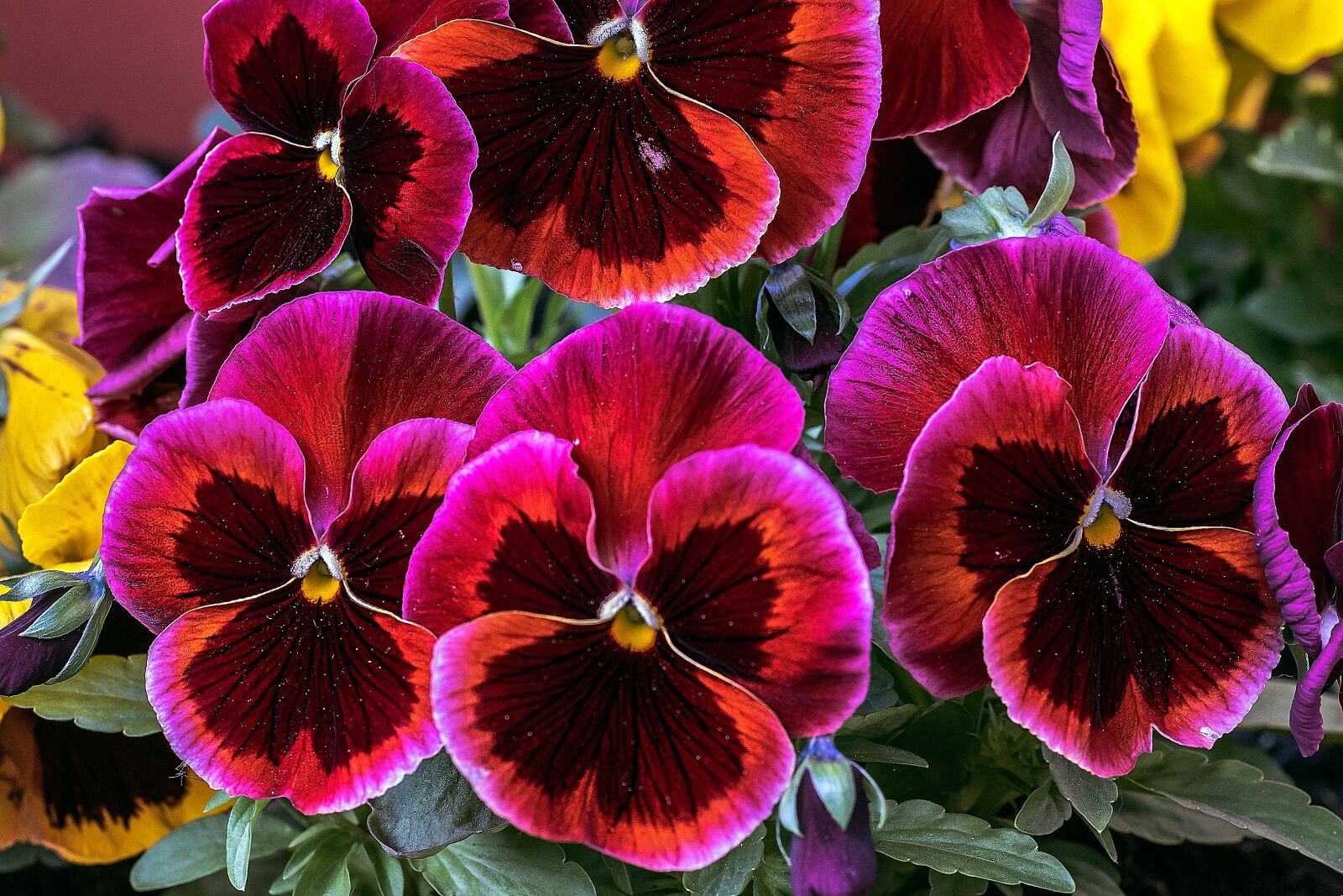 Nikon D5 sample photo. Flower, summer, summer flowers photography