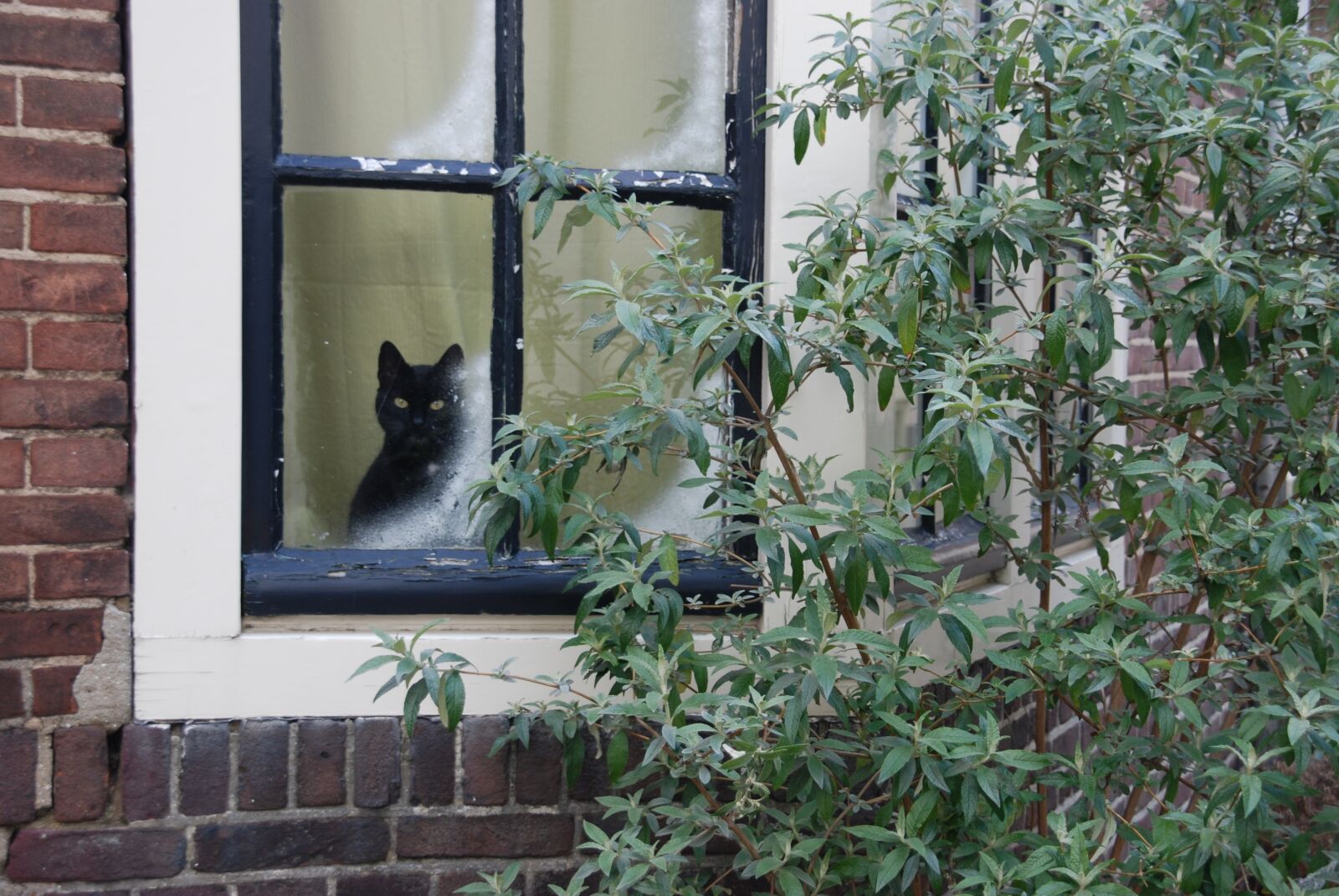 Nikon D80 sample photo. Cat, pet, mammal photography