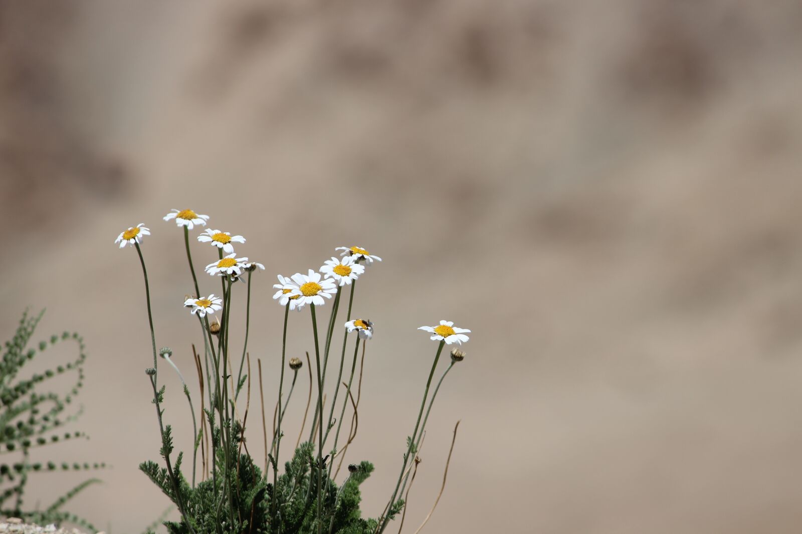 Canon EF-S 55-250mm F4-5.6 IS II sample photo. Flower, ladakh, dessert photography