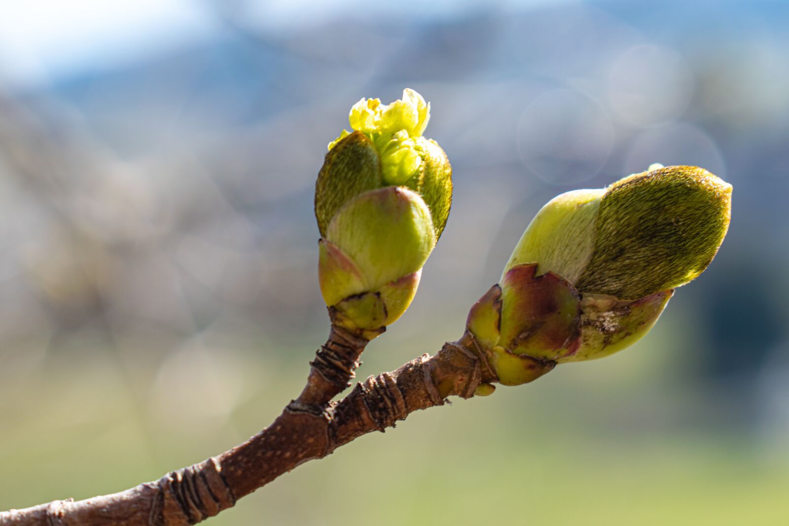 Nikon D5300 sample photo. Bud, engine, macro photography