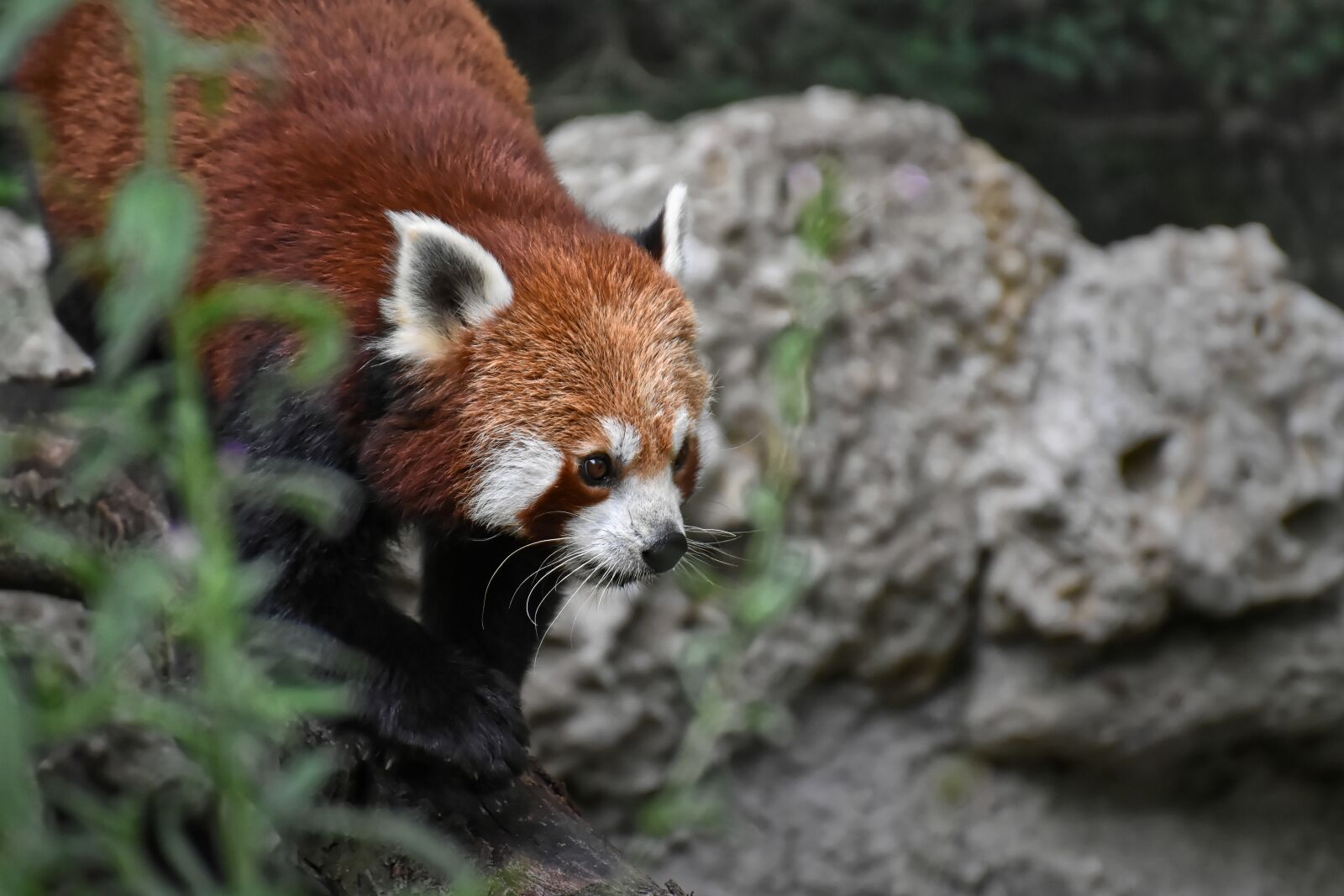 Nikon D7200 sample photo. Panda, red panda, bear photography