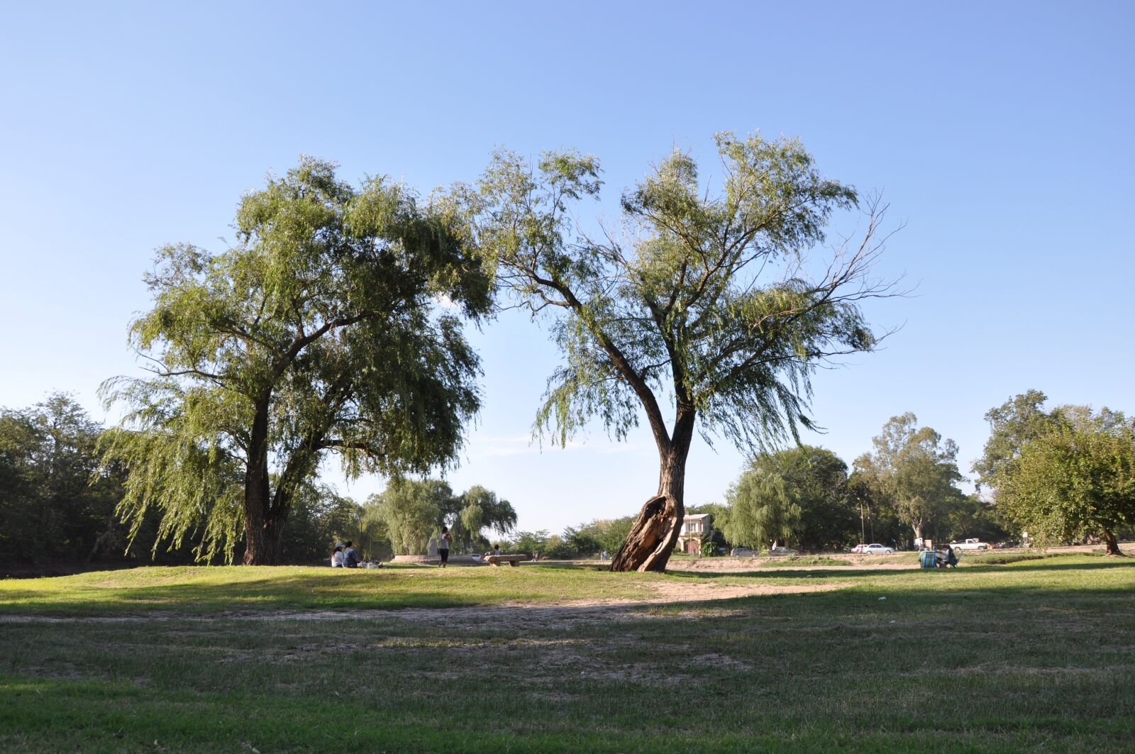 Nikon D90 sample photo. Park, afternoon, trees photography